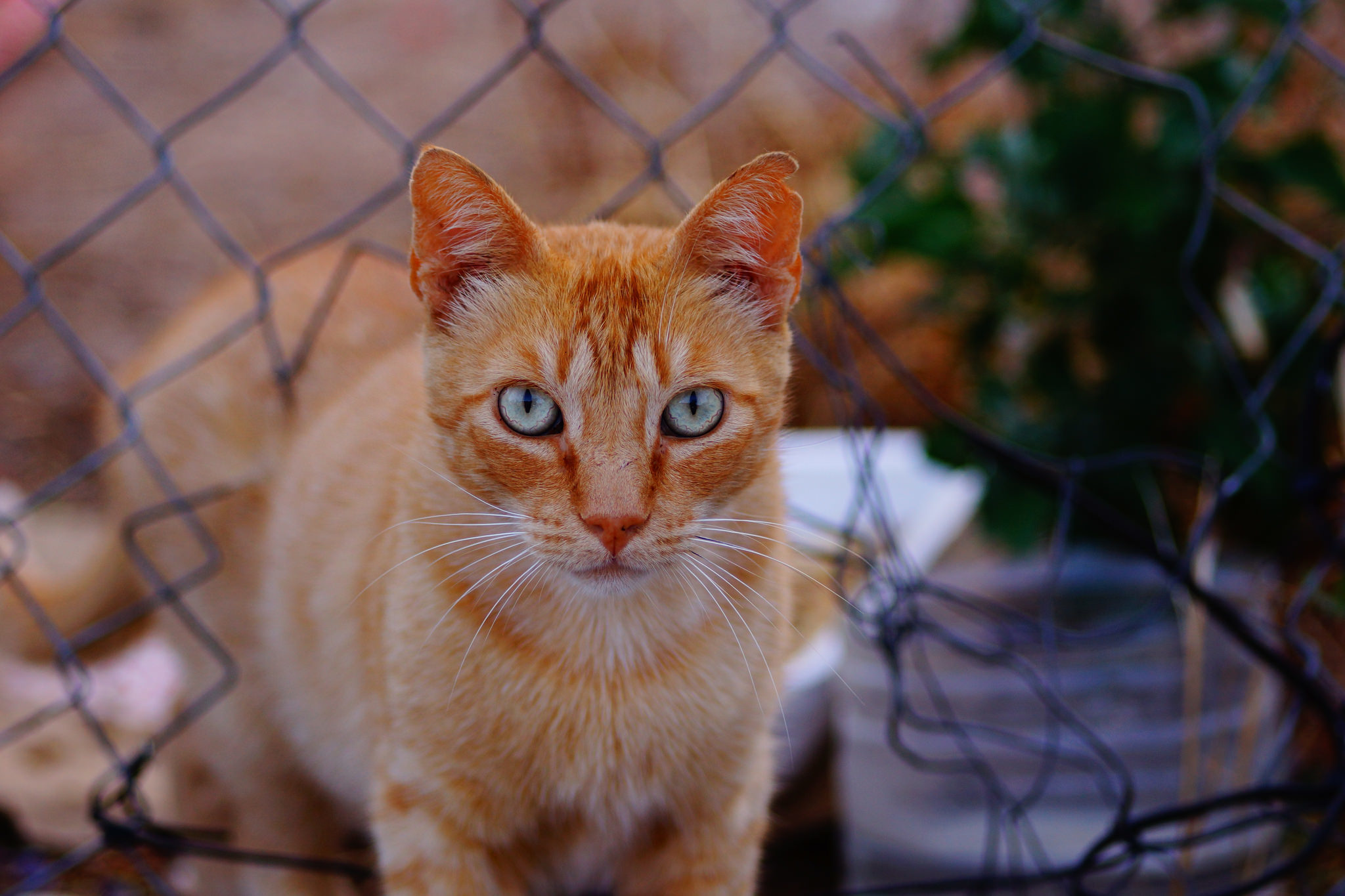 Download mobile wallpaper Cats, Cat, Fence, Animal, Stare for free.