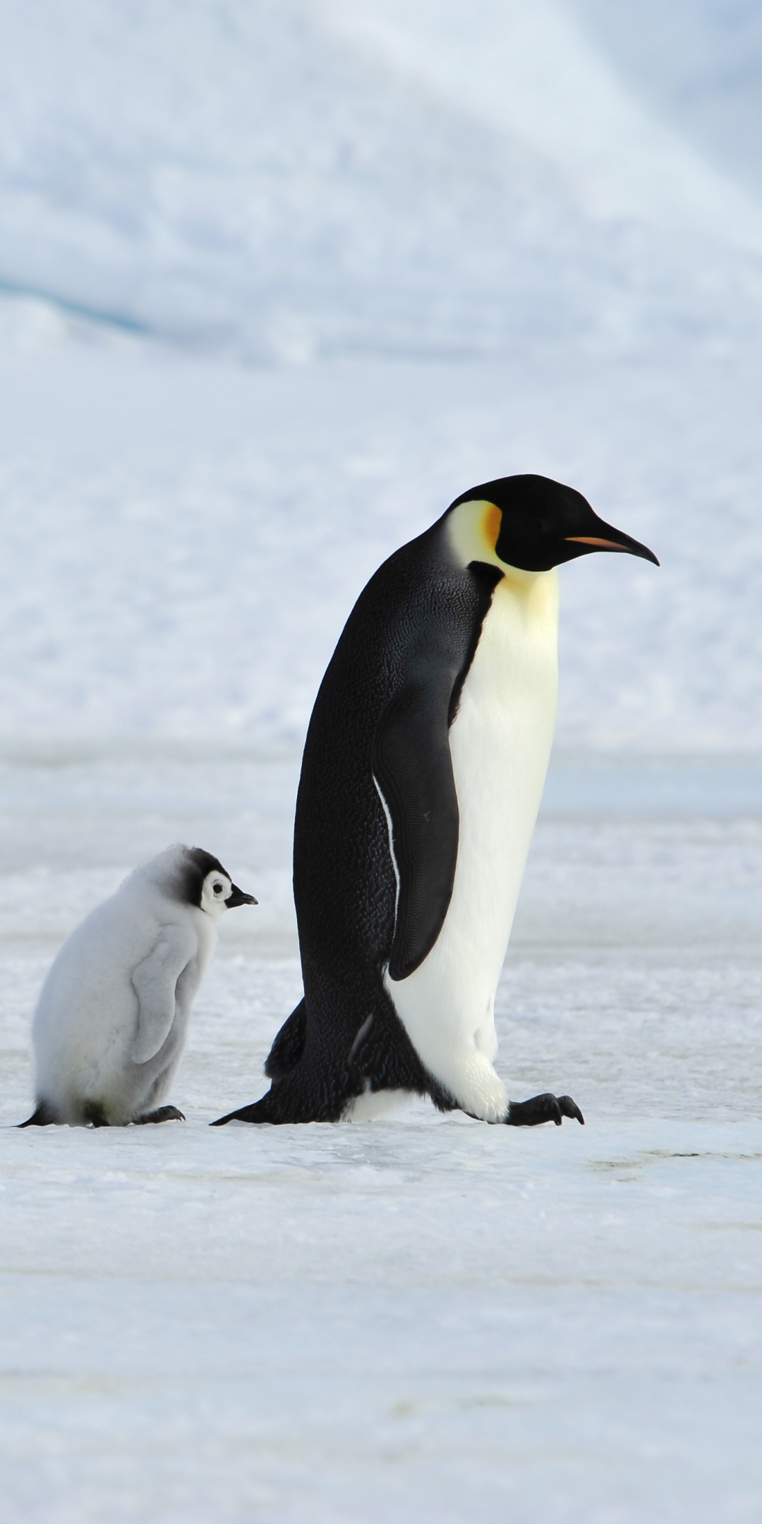 無料モバイル壁紙動物, 鳥, ペンギン, 赤ちゃん動物をダウンロードします。