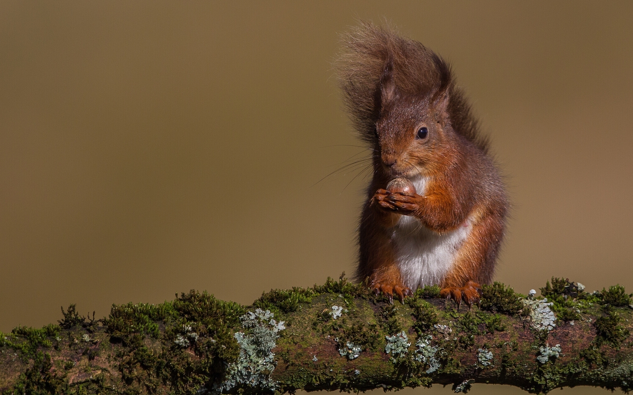 Free download wallpaper Squirrel, Branch, Animal, Moss, Rodent, Nut on your PC desktop