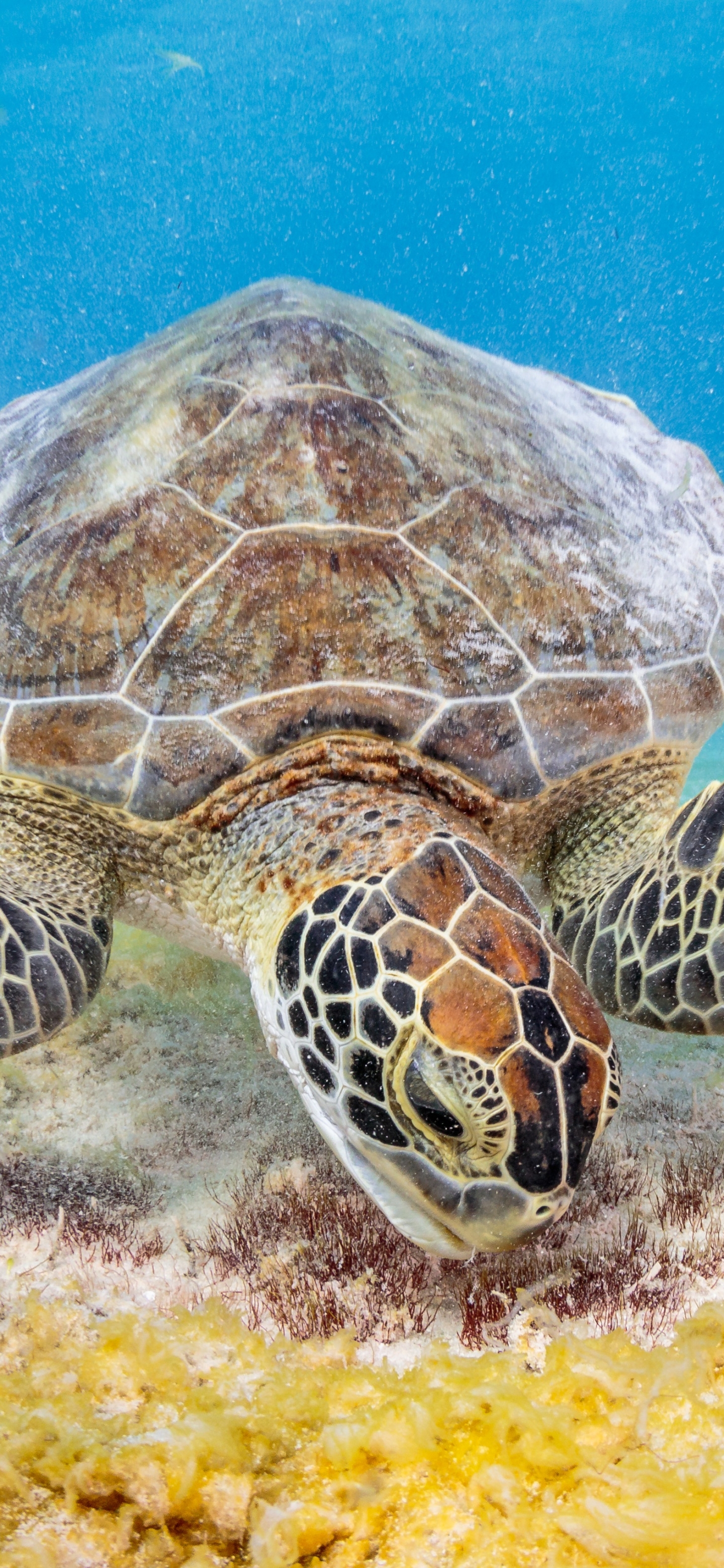 Téléchargez des papiers peints mobile Animaux, Tortues, Tortue gratuitement.