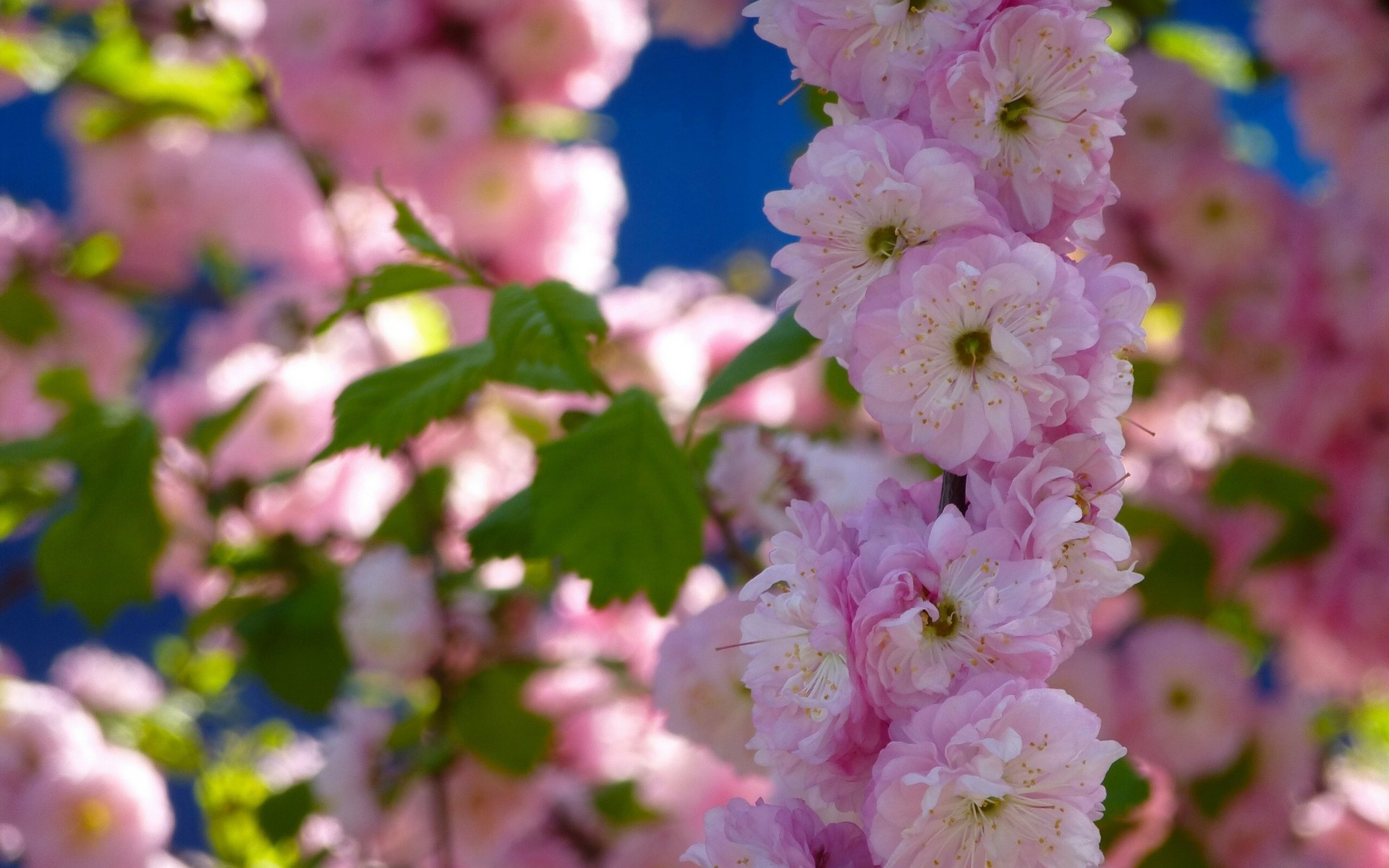 Free download wallpaper Blossom, Flowers, Earth on your PC desktop
