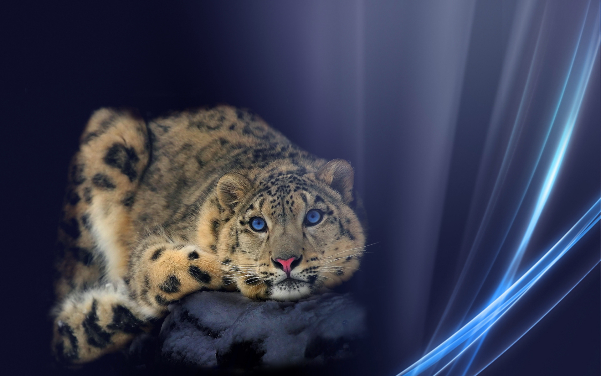 232683 baixar papel de parede animais, leopardo das neves, gatos - protetores de tela e imagens gratuitamente