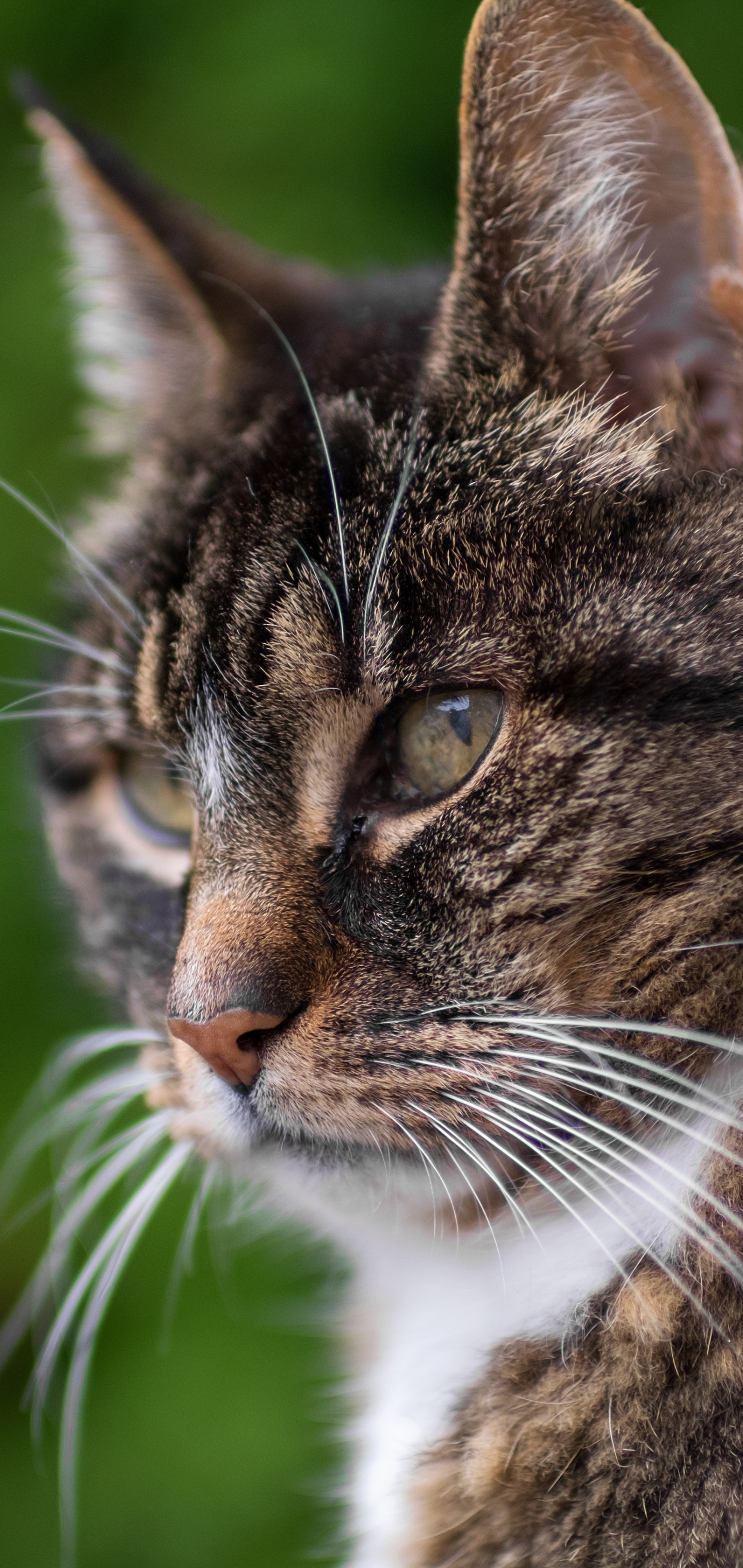 1174946 économiseurs d'écran et fonds d'écran Chats sur votre téléphone. Téléchargez  images gratuitement