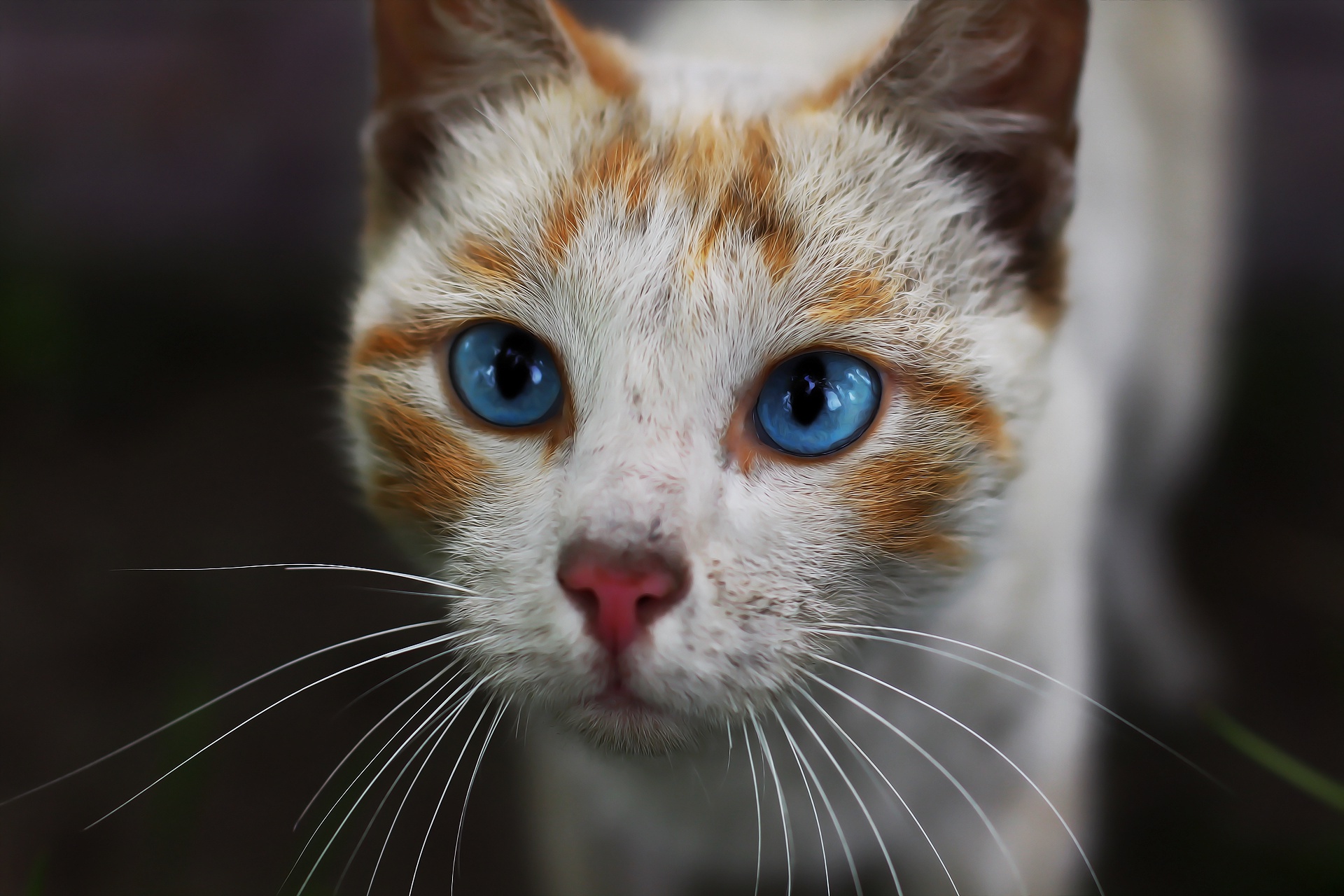 Handy-Wallpaper Tiere, Katzen, Katze, Starren kostenlos herunterladen.