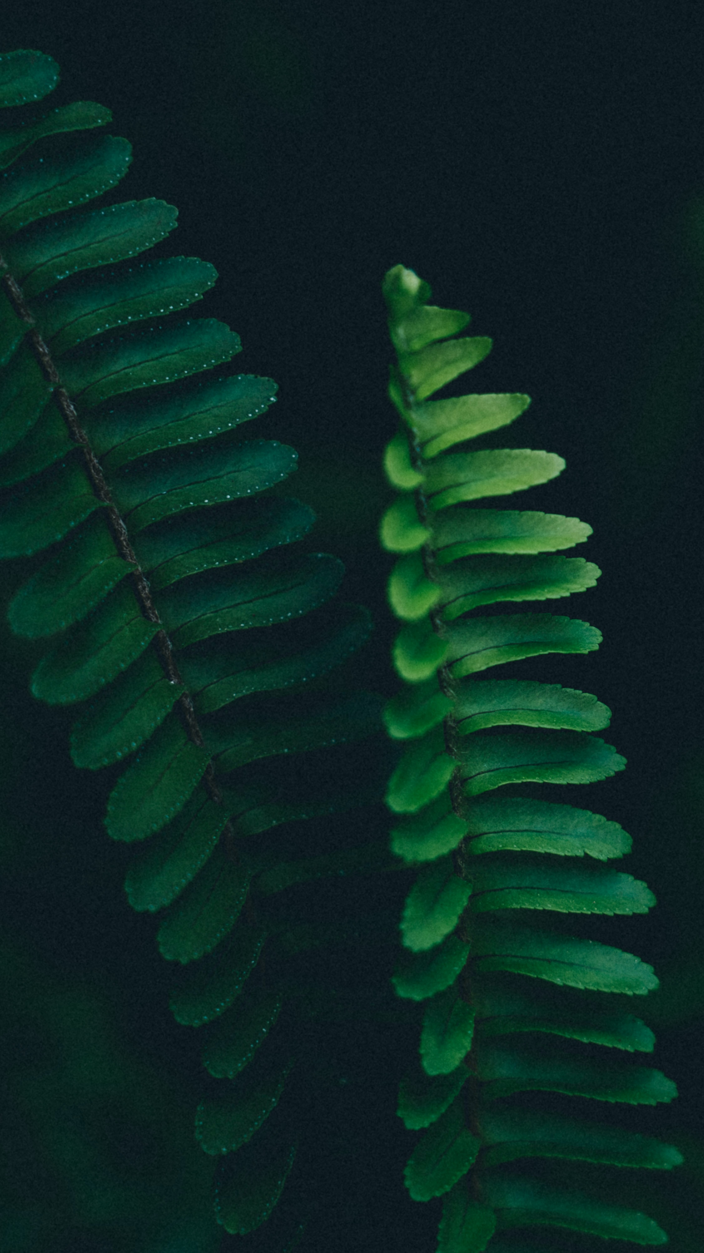 Download mobile wallpaper Branch, Macro, Fern, Plant, Leaves for free.