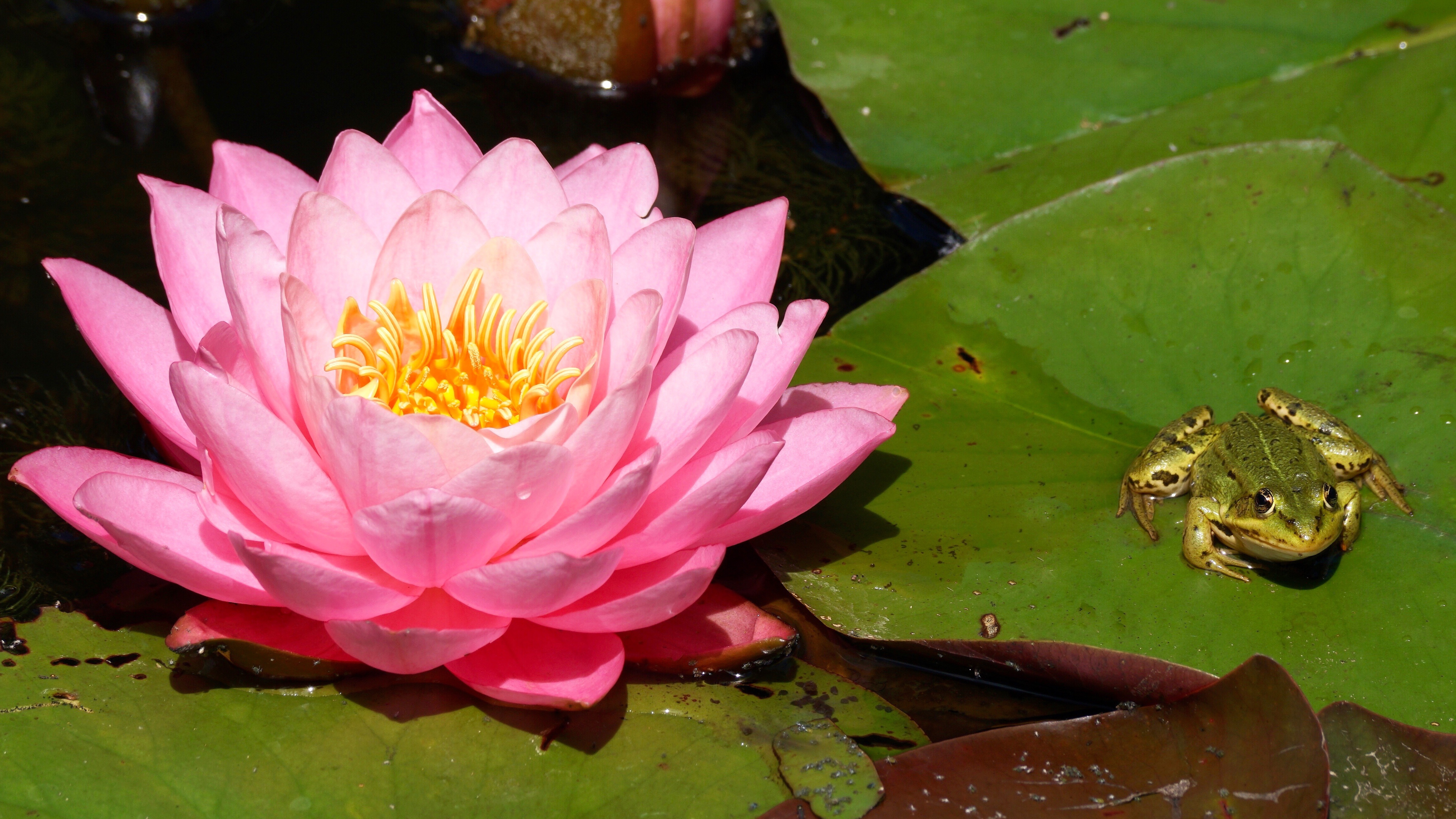 Download mobile wallpaper Frogs, Animal, Water Lily, Frog, Amphibian, Pink Flower, Lily Pad for free.