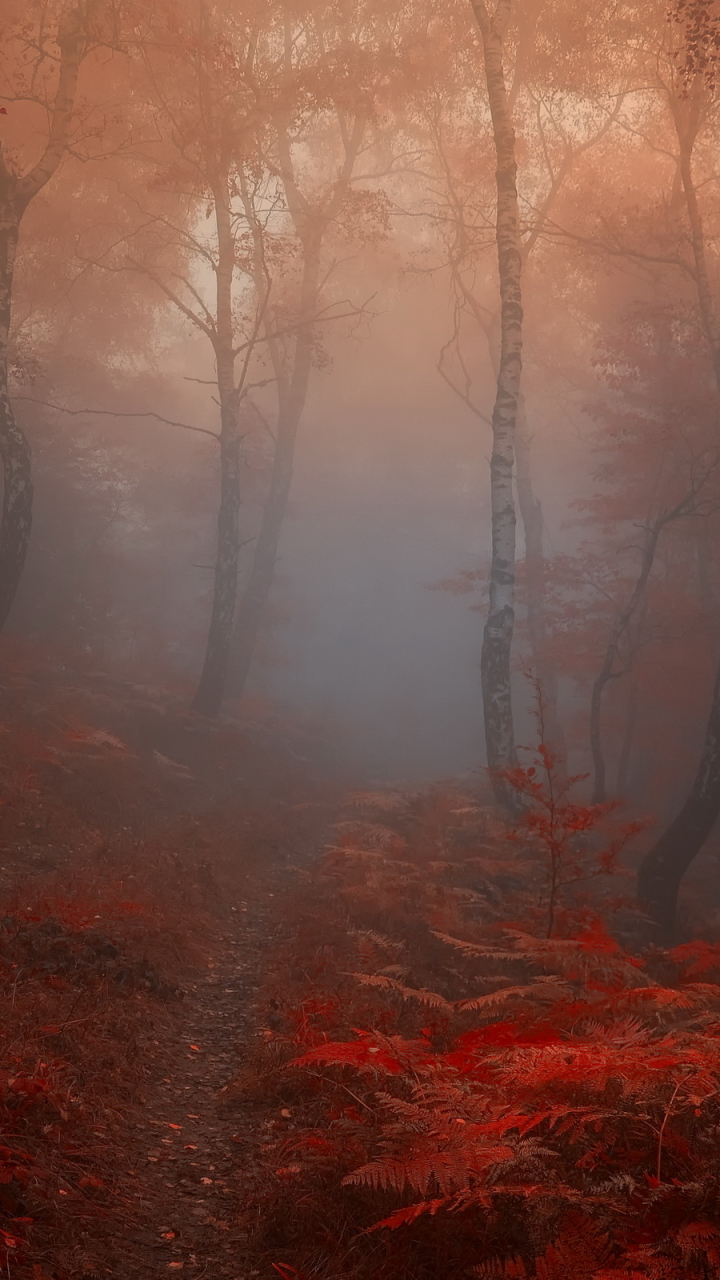 Download mobile wallpaper Forest, Fog, Fall, Earth for free.