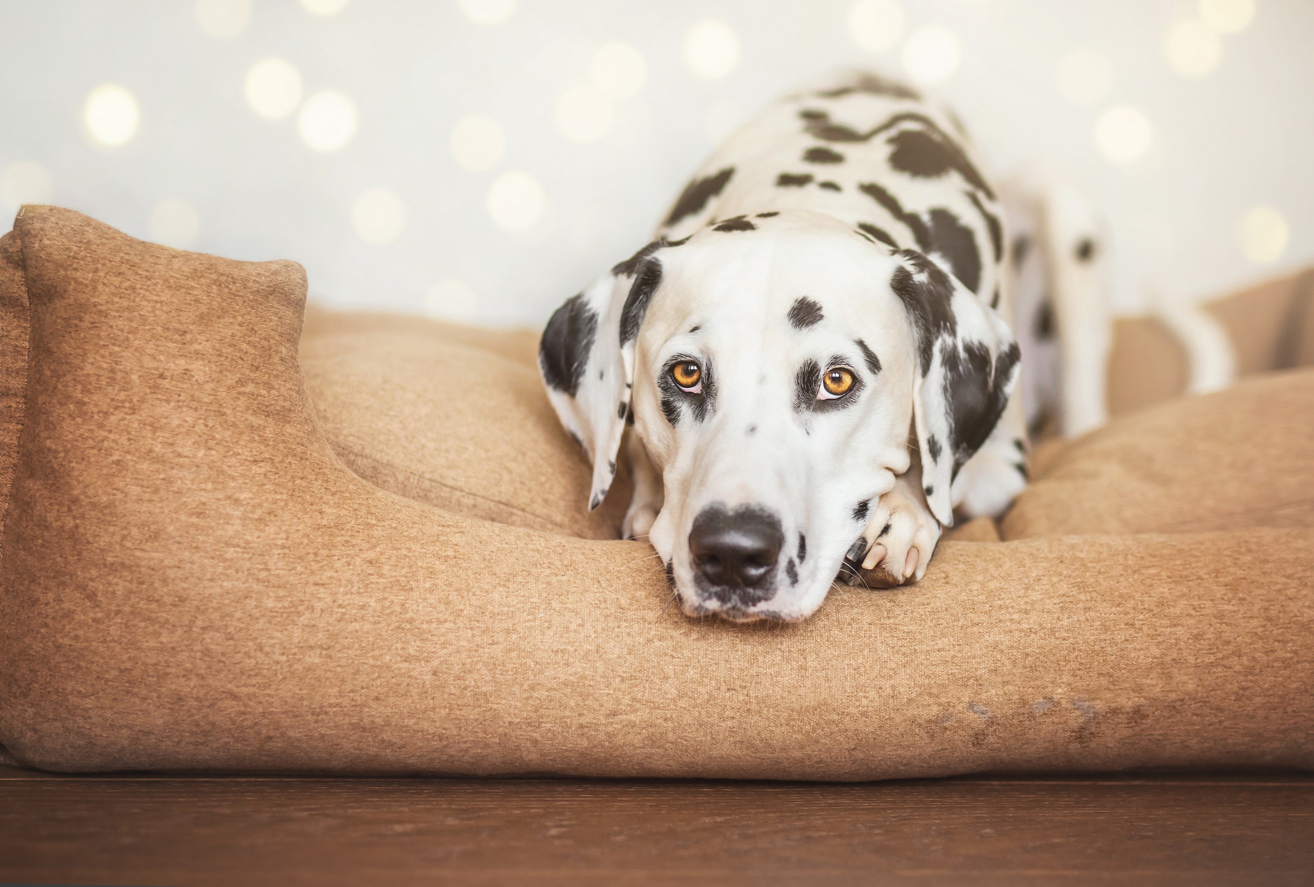 Free download wallpaper Dogs, Dog, Animal, Dalmatian, Bokeh on your PC desktop