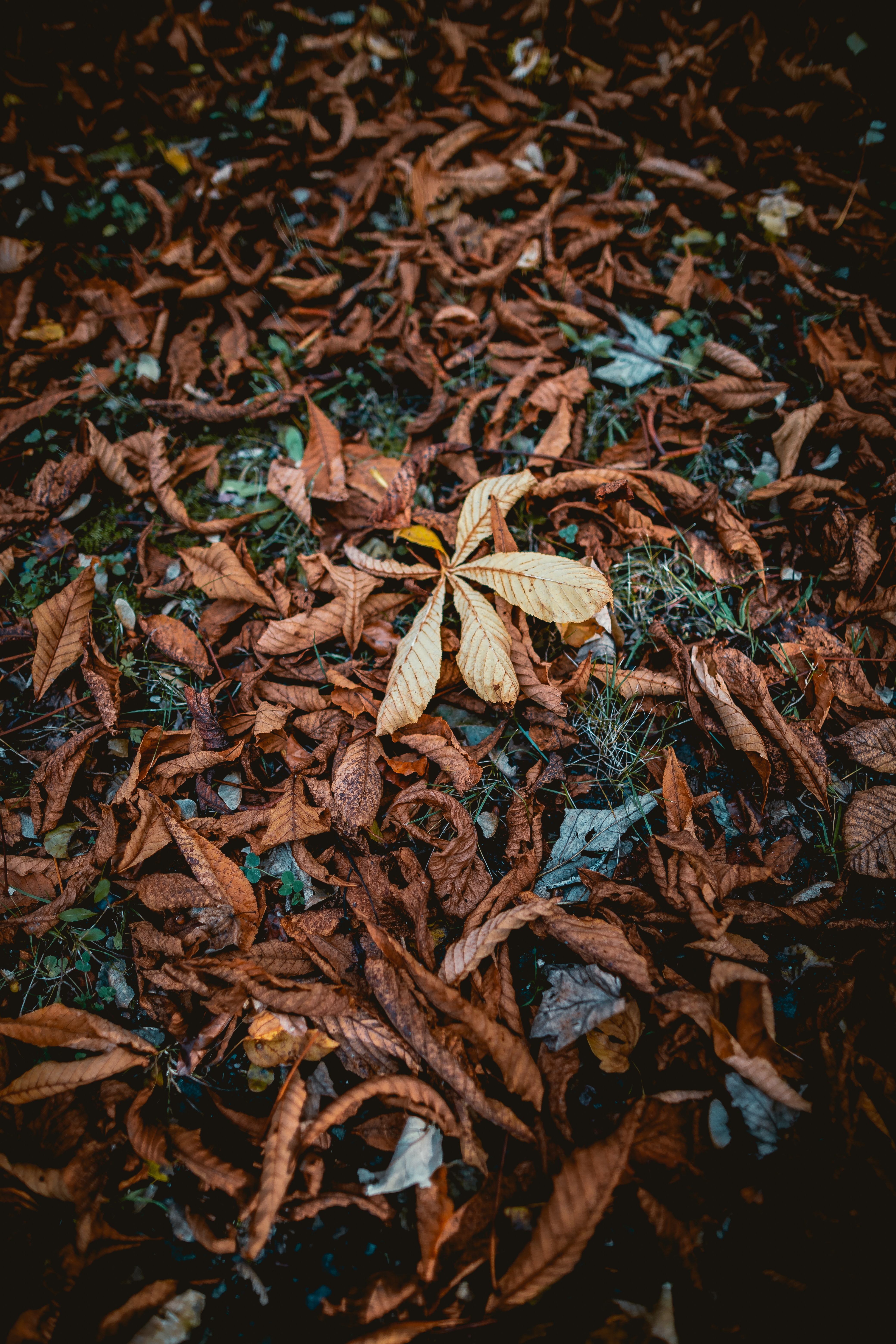 android nature, grass, autumn, foliage, dry, fallen