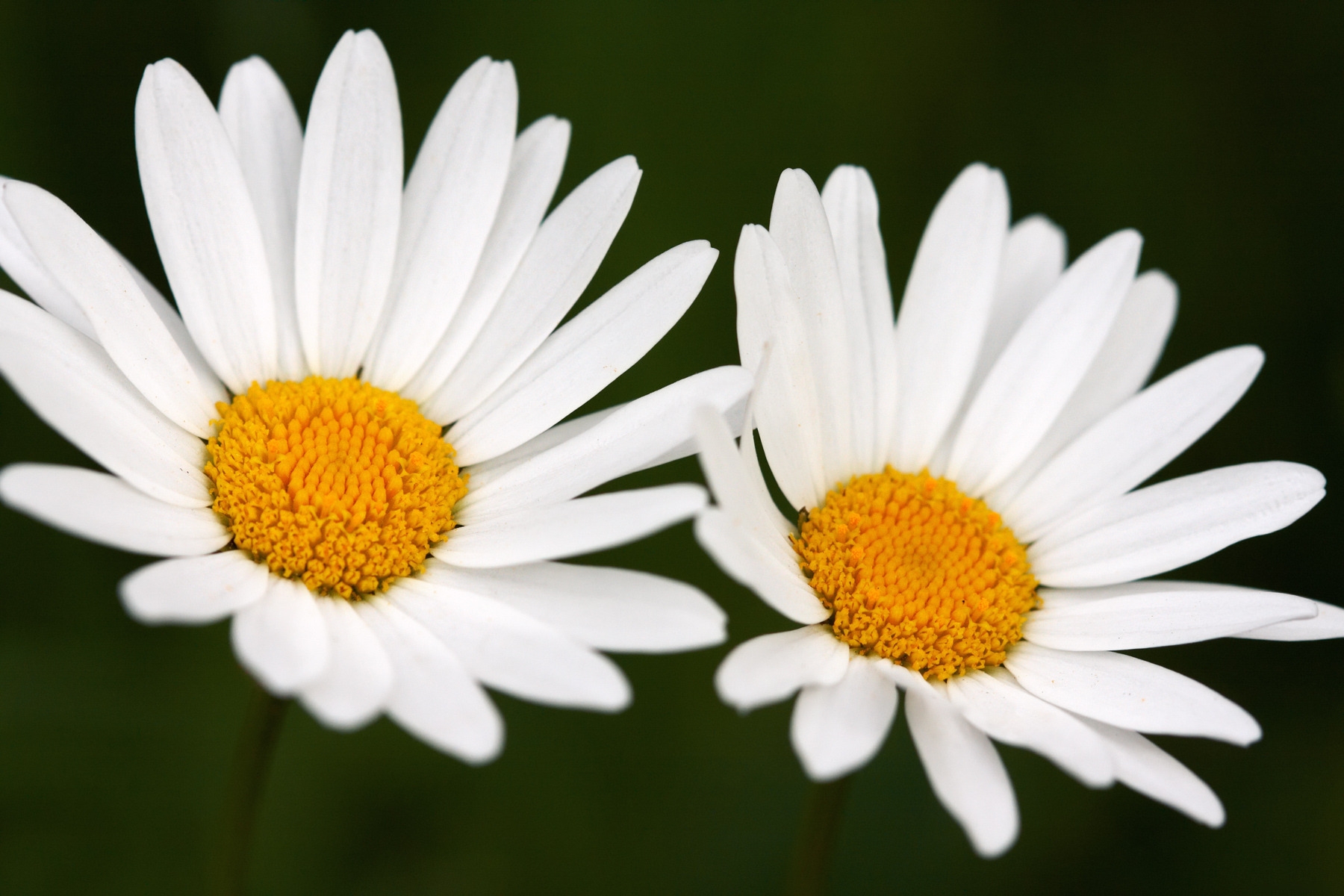 flowers, camomile, white, close up, two