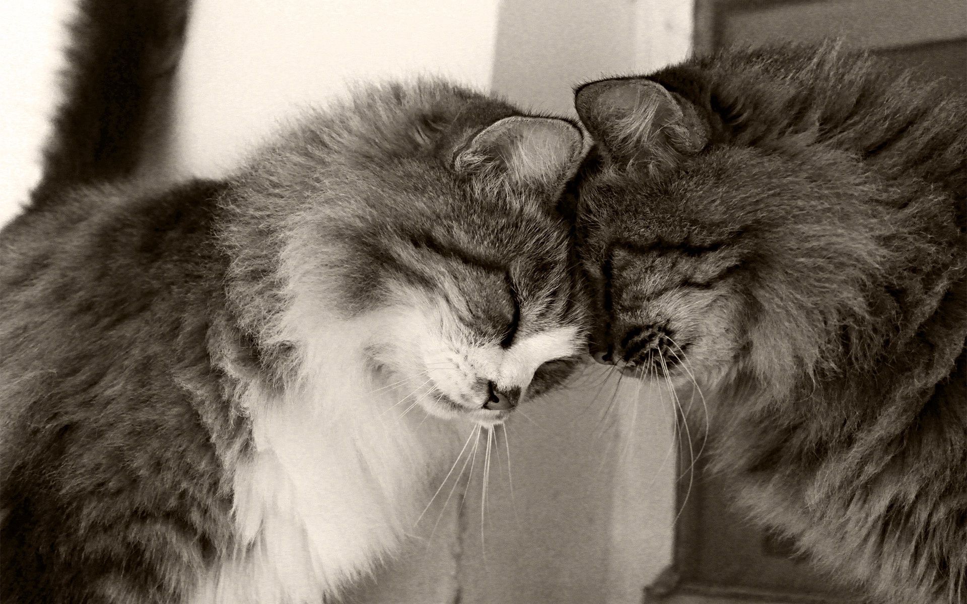 Download mobile wallpaper Fluffy, Playful, Animals, Bw, Chb, Care, Tenderness, Pair, Couple, Cats for free.