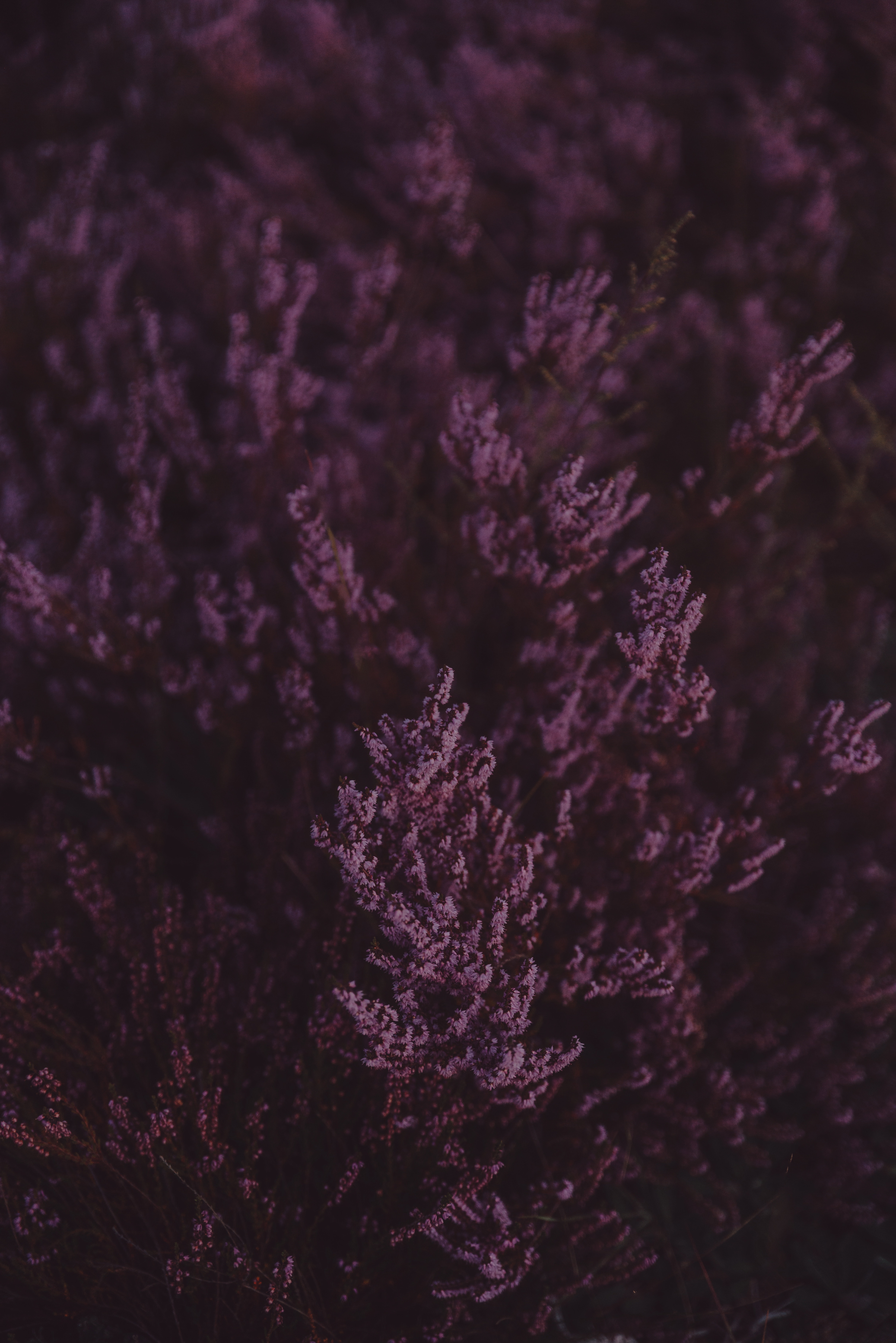 lavender, flowers, violet, macro, close up, bloom, flowering, purple HD wallpaper