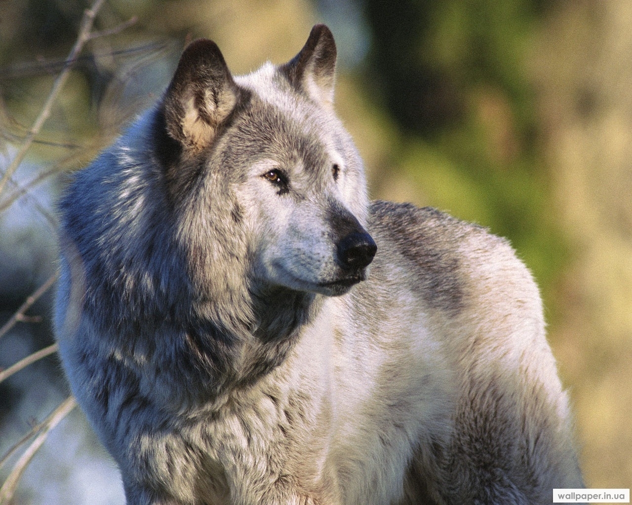 animals, wolfs HD wallpaper