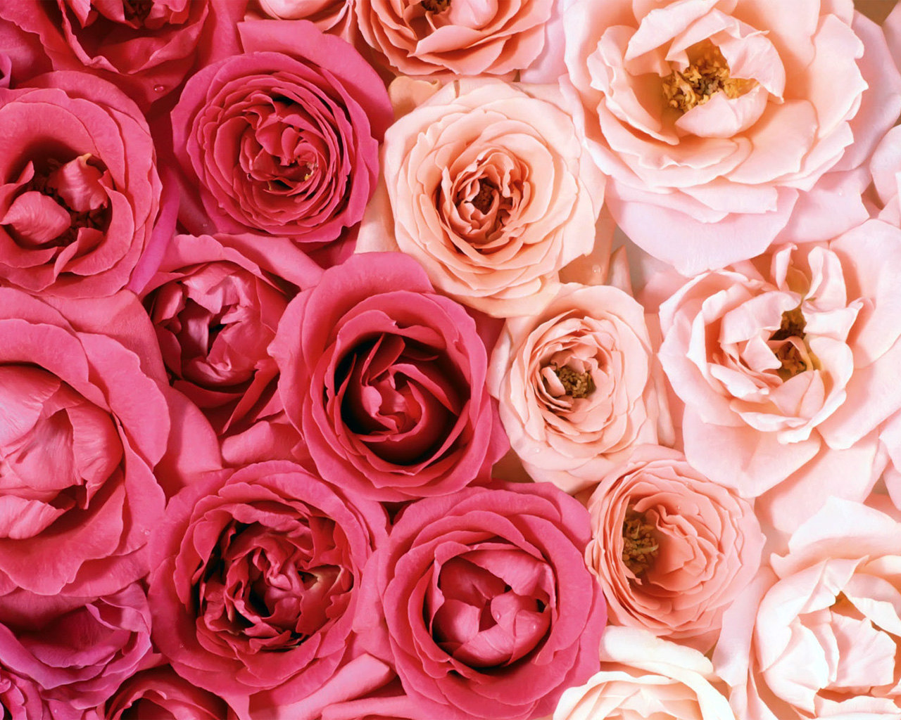 Download mobile wallpaper Plants, Flowers, Background, Roses for free.