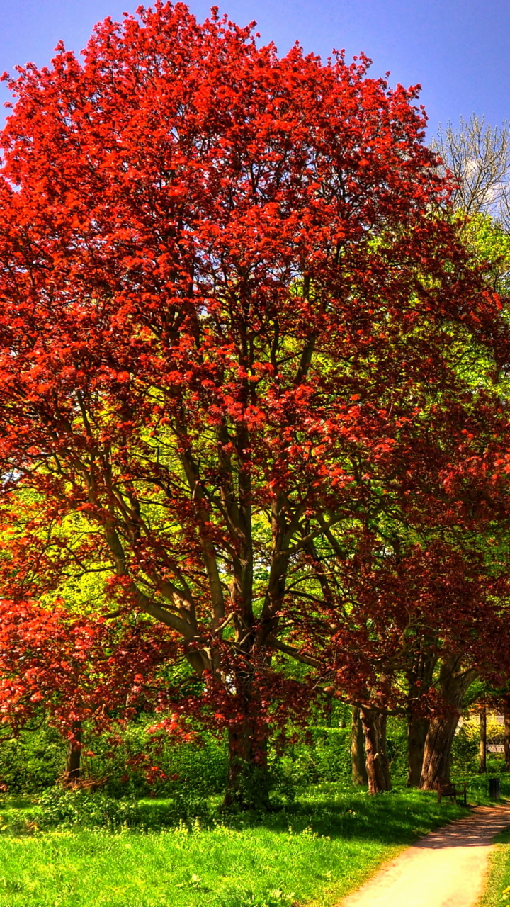 Download mobile wallpaper Nature, Tree, Fall, Earth for free.