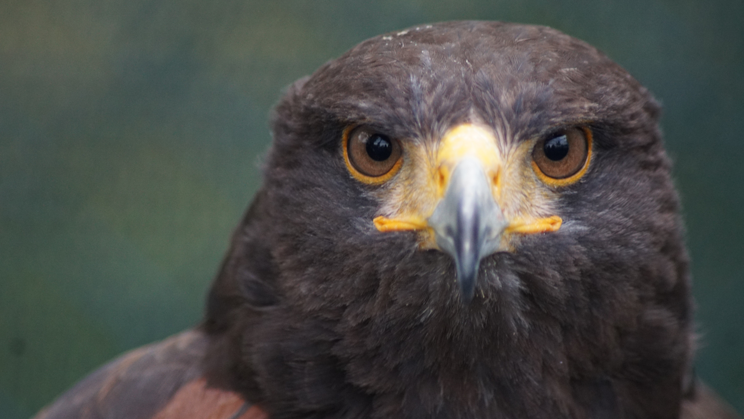 Download mobile wallpaper Birds, Animal, Eagle, Golden Eagle for free.