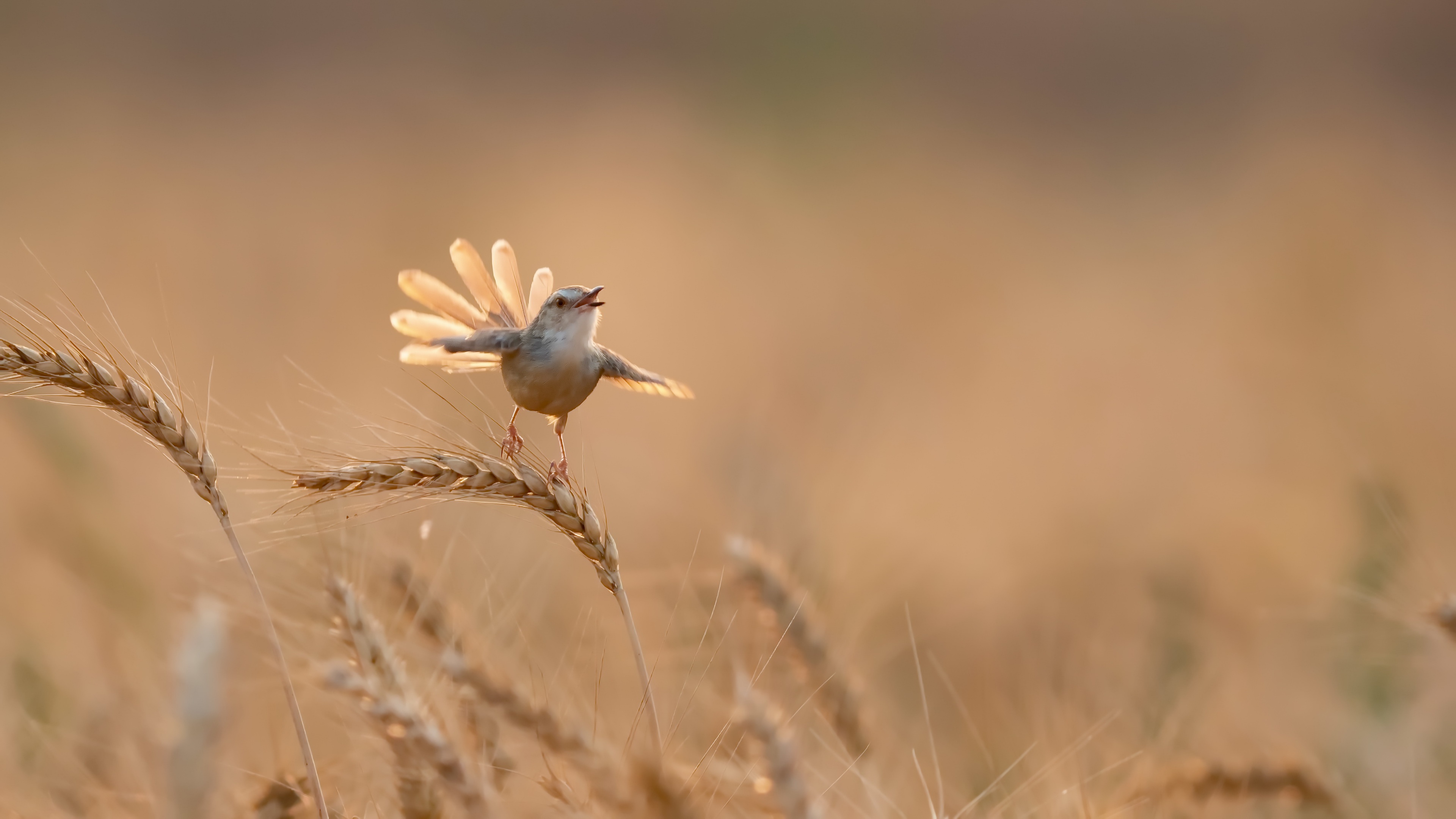 Téléchargez gratuitement l'image Oiseau, Des Oiseaux, Animaux sur le bureau de votre PC