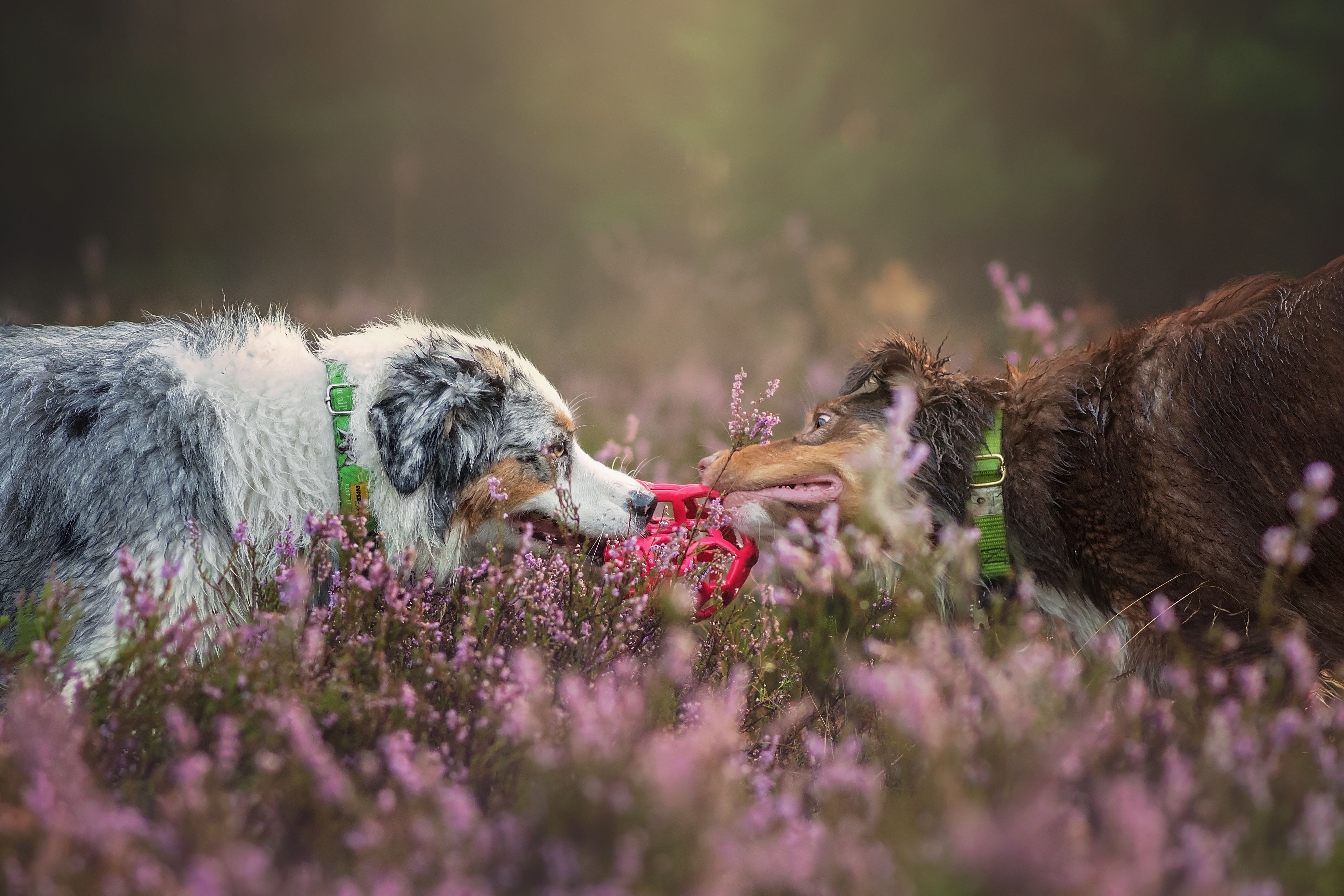 368239 Bildschirmschoner und Hintergrundbilder Hunde auf Ihrem Telefon. Laden Sie  Bilder kostenlos herunter