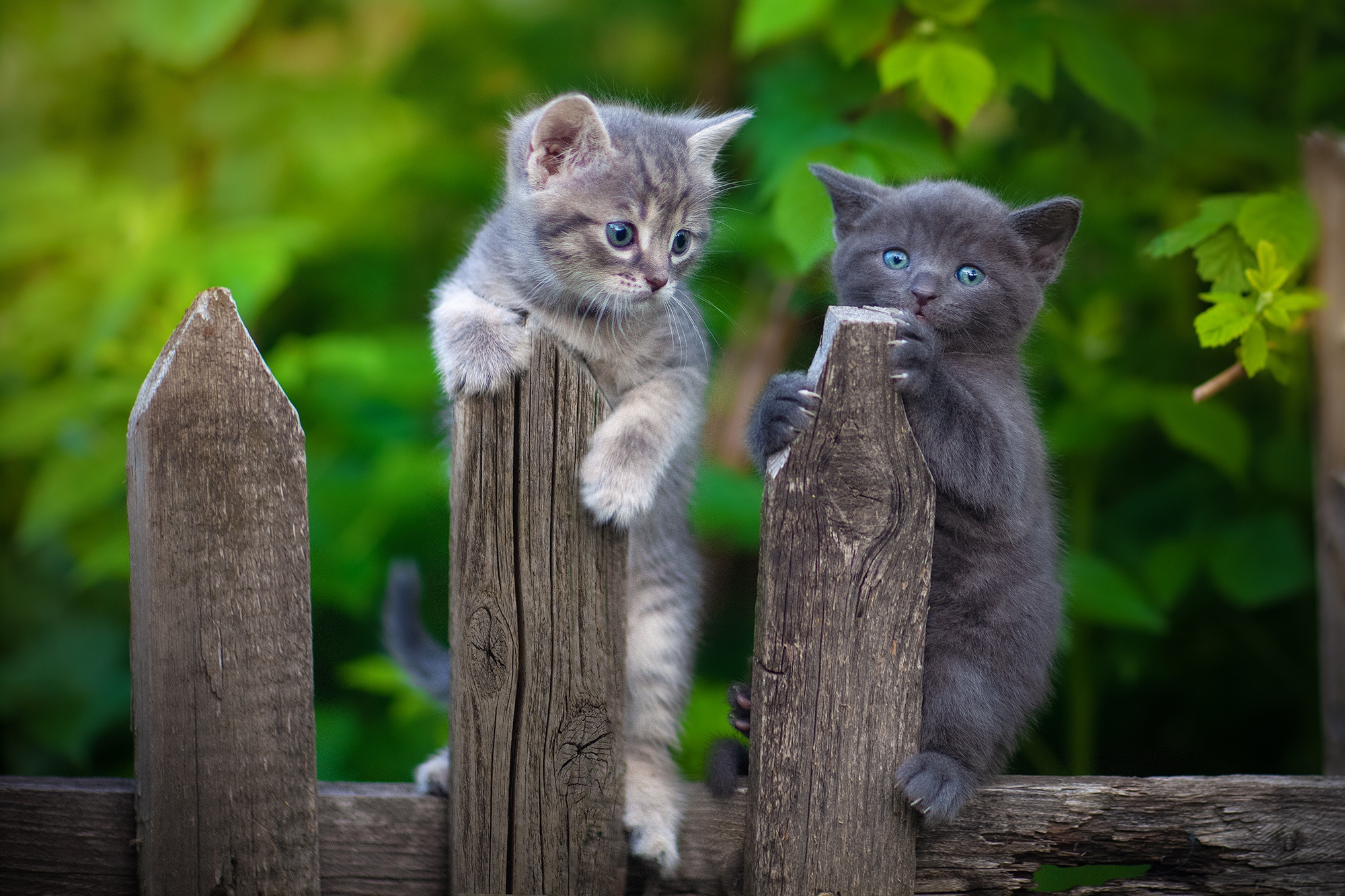 Free download wallpaper Cats, Cat, Kitten, Fence, Animal, Baby Animal on your PC desktop