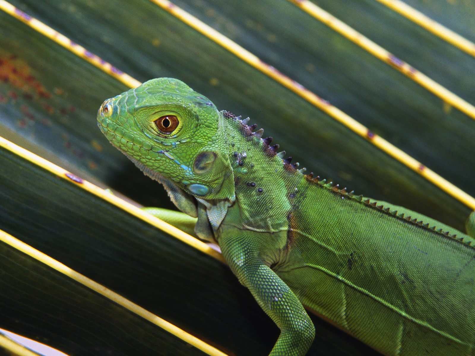 Download mobile wallpaper Iguana, Reptile, Lizard, Reptiles, Animal for free.