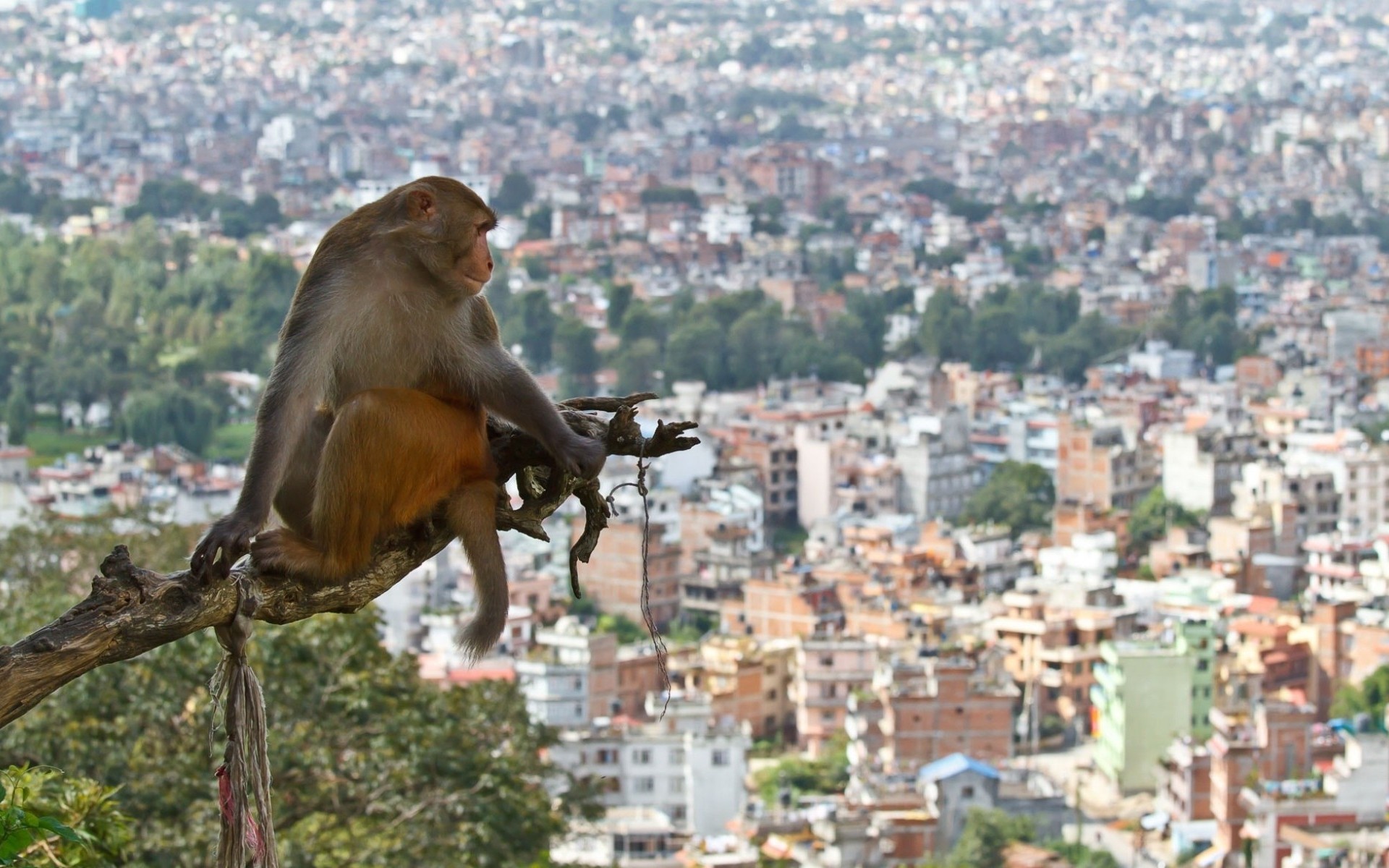 Download mobile wallpaper Primate, Monkeys, Monkey, Branch, Animal, City for free.