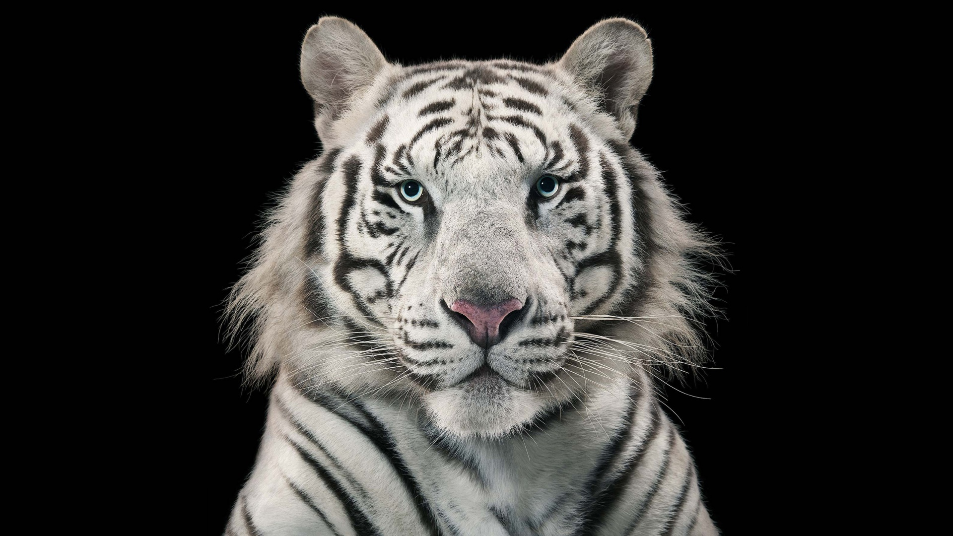 Handy-Wallpaper Tiere, Katzen, Nahansicht, Tiger, Weißer Tiger kostenlos herunterladen.
