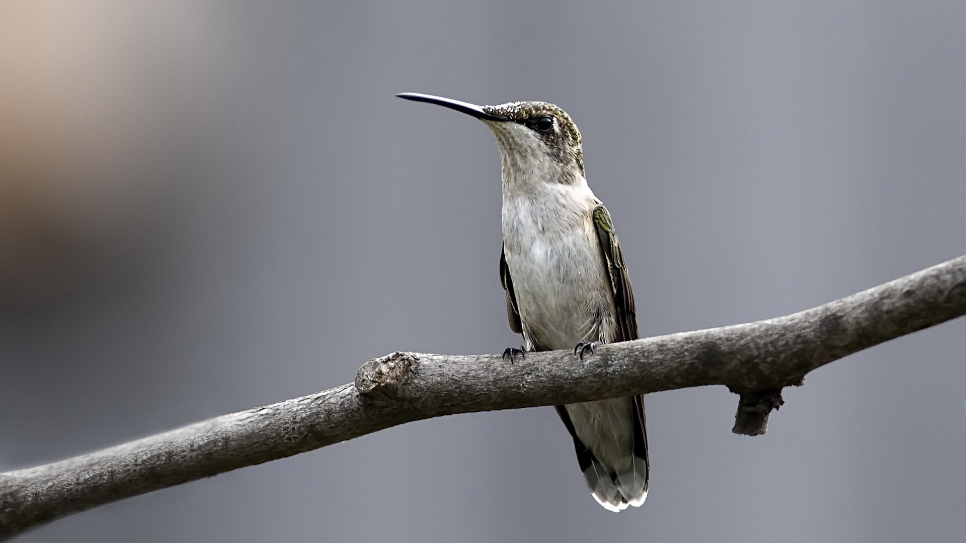 Descarga gratuita de fondo de pantalla para móvil de Animales, Pájaro, Colibrí.