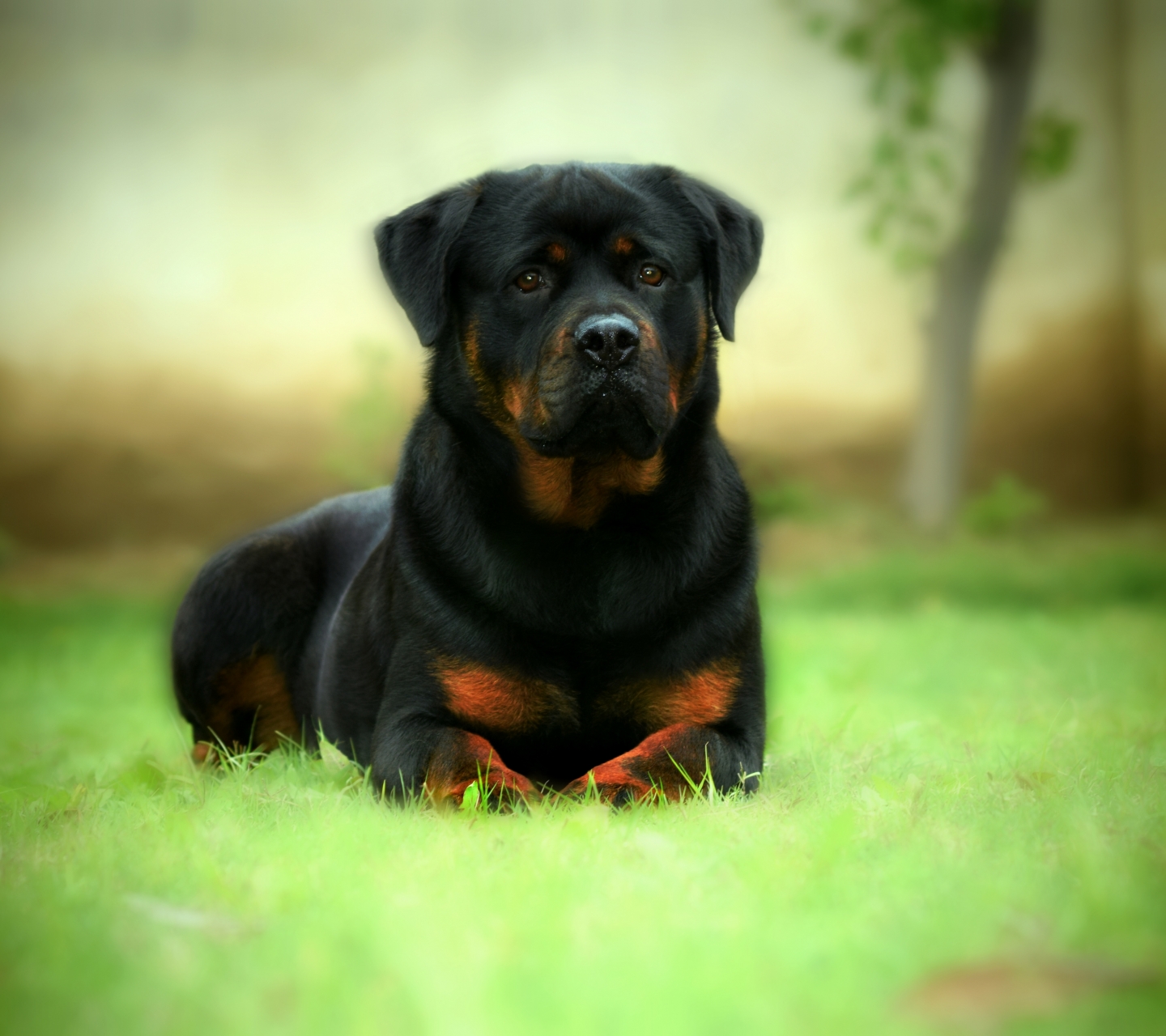 Free download wallpaper Dogs, Animal, Rottweiler on your PC desktop