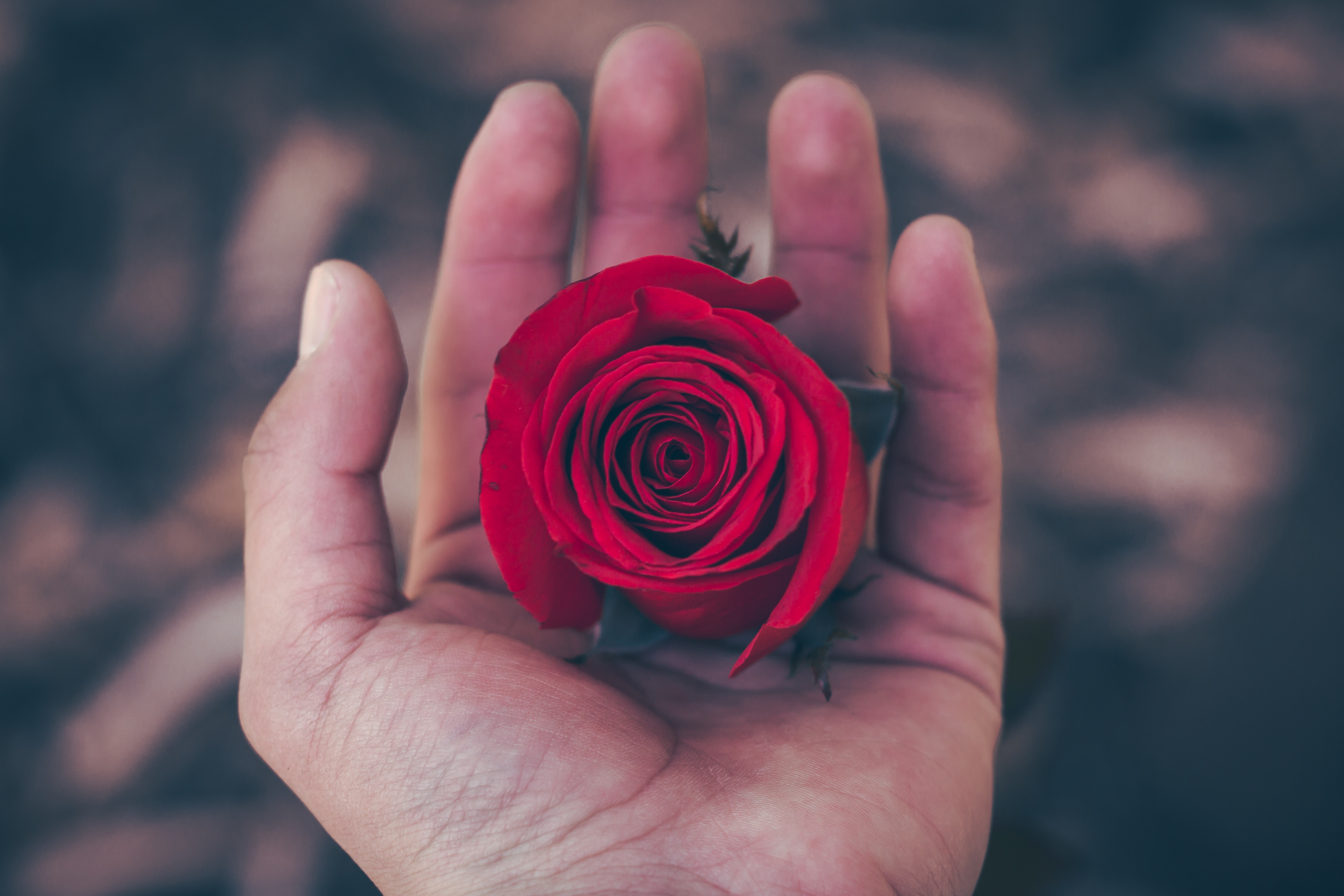 PCデスクトップに手, 薔薇, つぼみ, 蕾, 赤い, バラの花, フラワーズ画像を無料でダウンロード