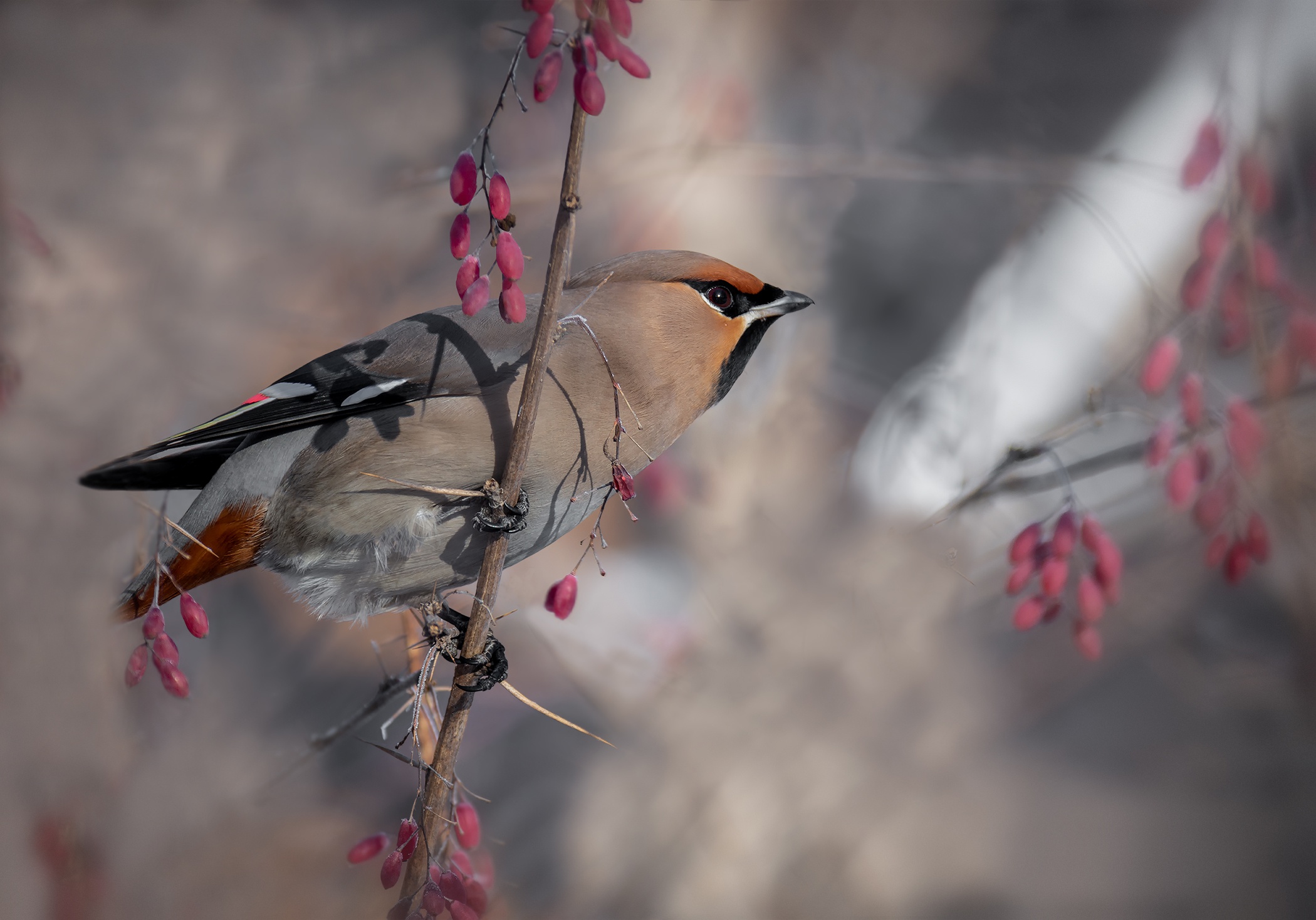 Download mobile wallpaper Birds, Bird, Animal, Waxwing for free.