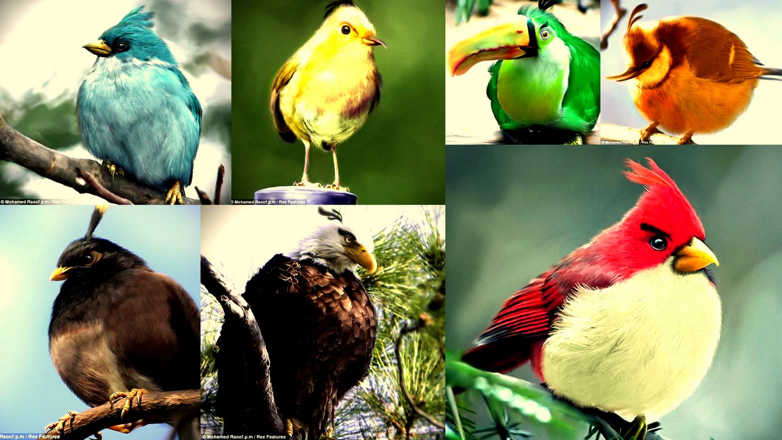 223702 Hintergrundbild herunterladen computerspiele, angry birds - Bildschirmschoner und Bilder kostenlos