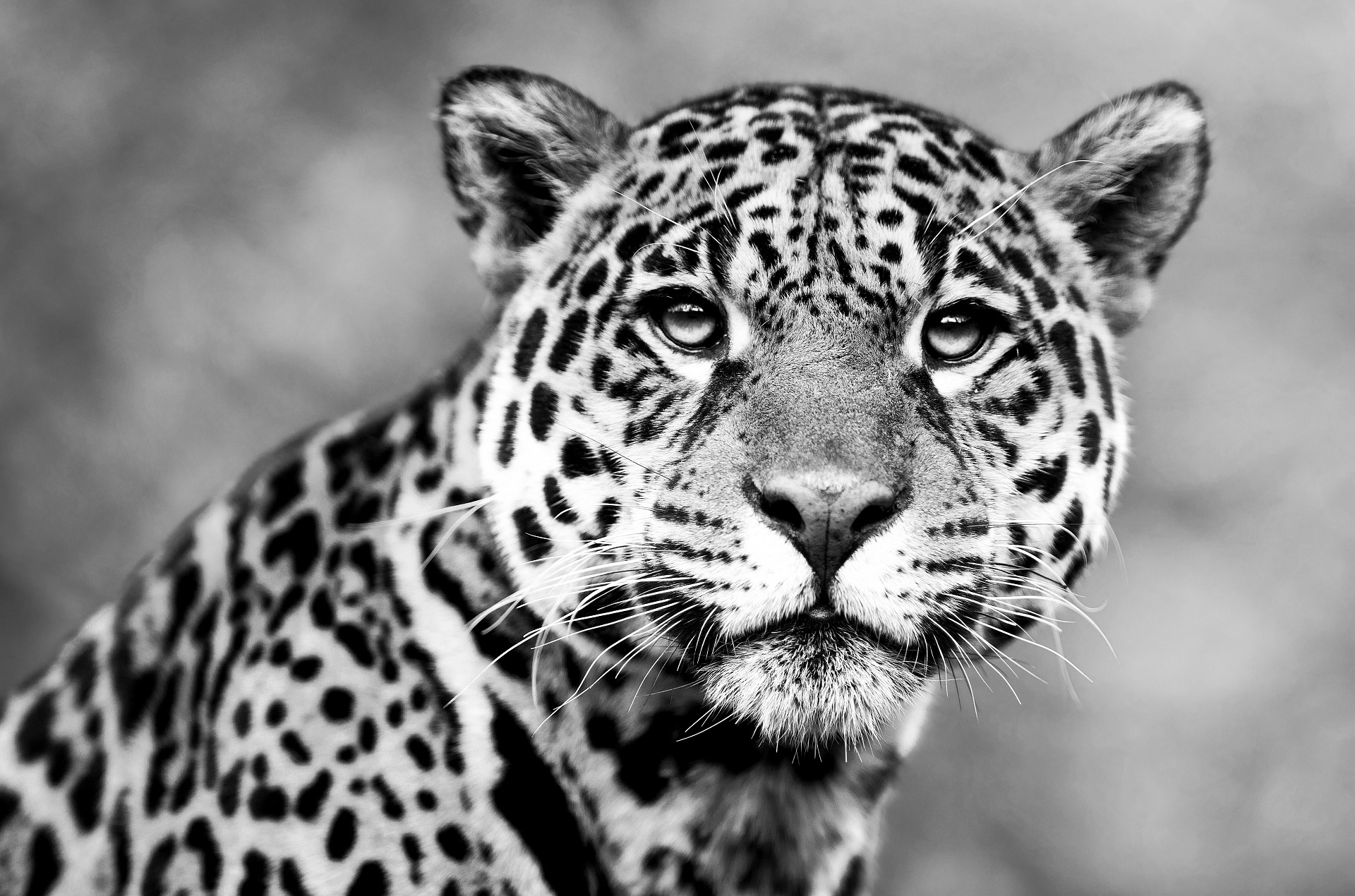 Free download wallpaper Cats, Leopard, Animal on your PC desktop