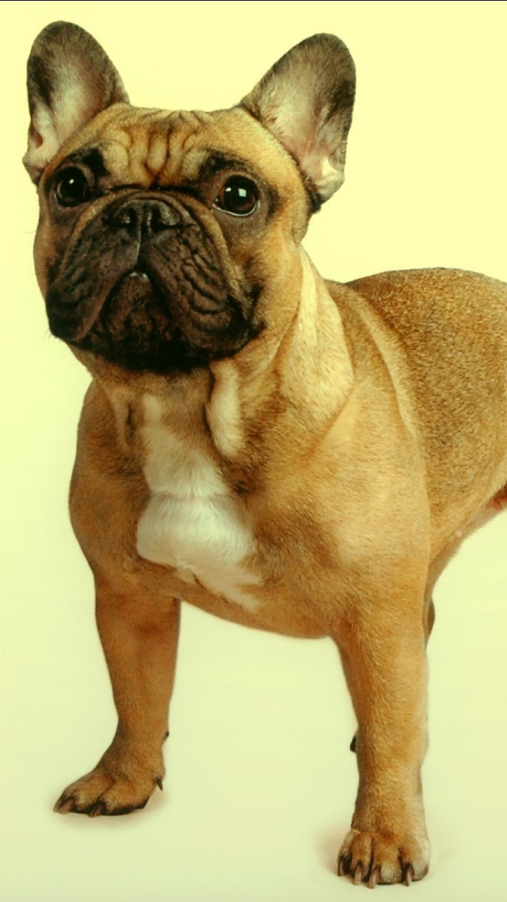 Download mobile wallpaper Dogs, Dog, Animal, Puppy, Bulldog, French Bulldog for free.