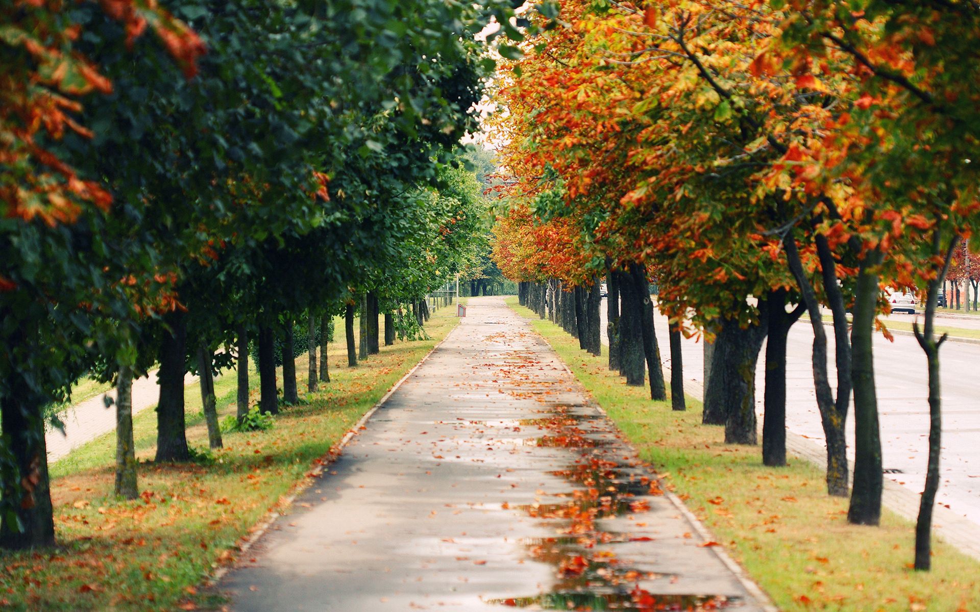 fall, foliage, park, nature, trees, autumn, wet, leaf fall, track
