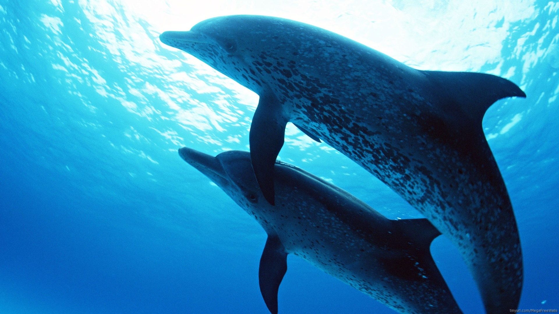Скачать обои бесплатно Животные, Дельфин, Подводный картинка на рабочий стол ПК