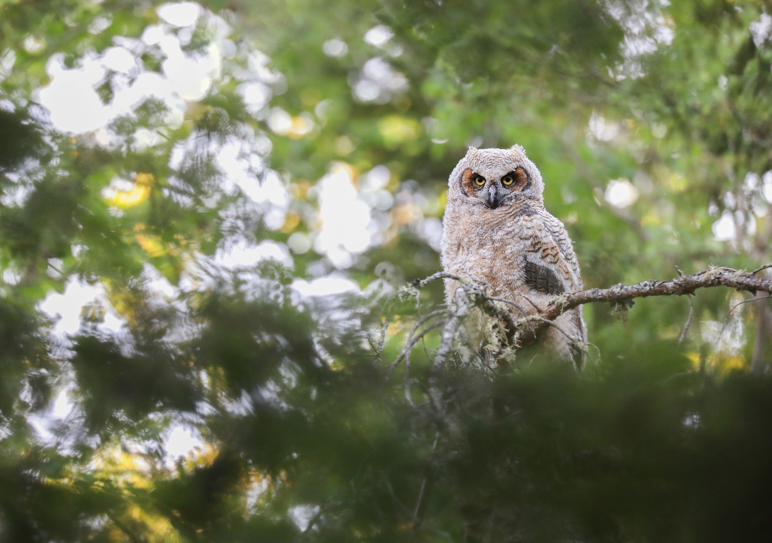 Laden Sie das Tiere, Vögel, Eule, Vogel-Bild kostenlos auf Ihren PC-Desktop herunter