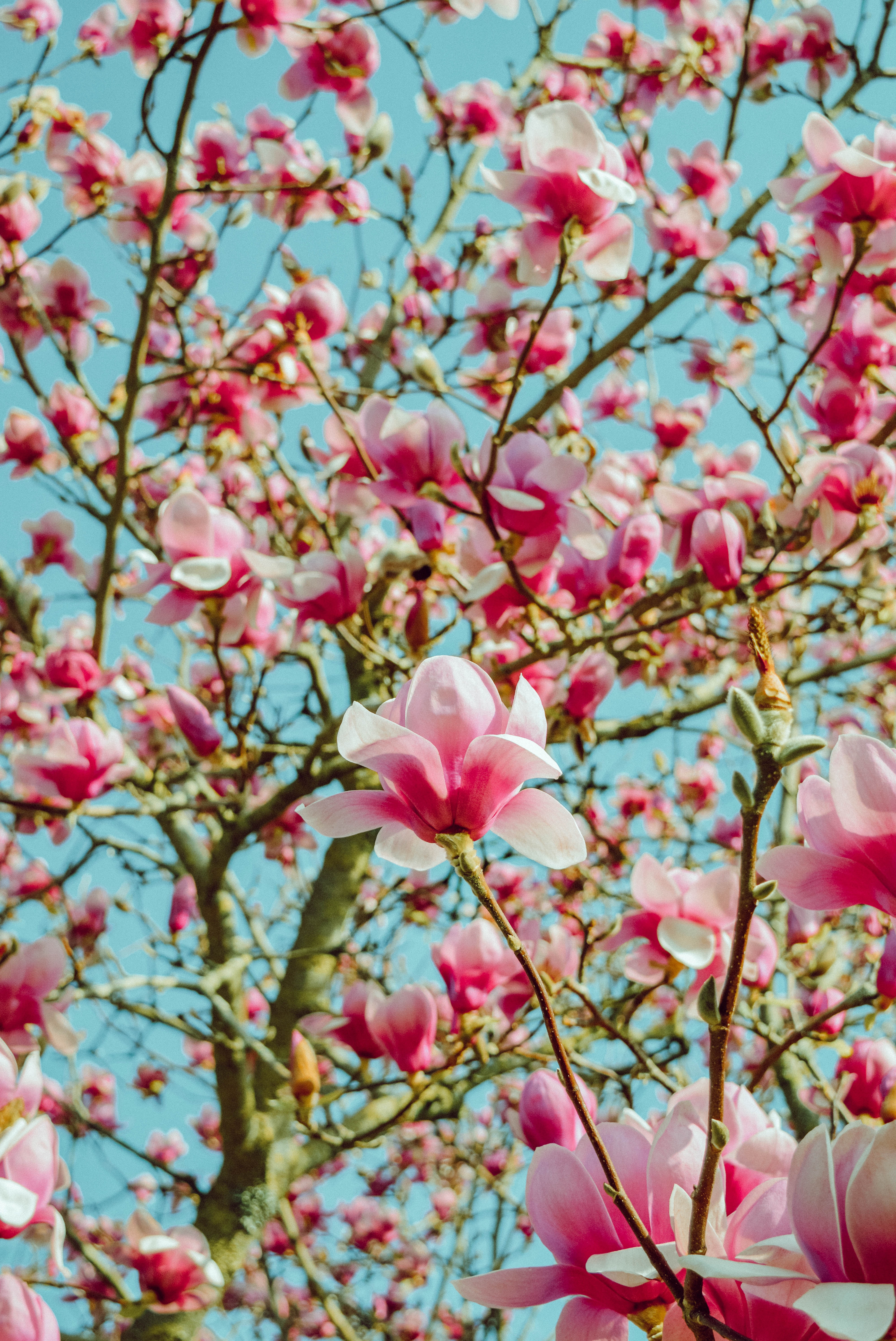94573 Bild herunterladen blumen, rosa, holz, baum, blühen, blühenden, magnolie, magnolia - Hintergrundbilder und Bildschirmschoner kostenlos