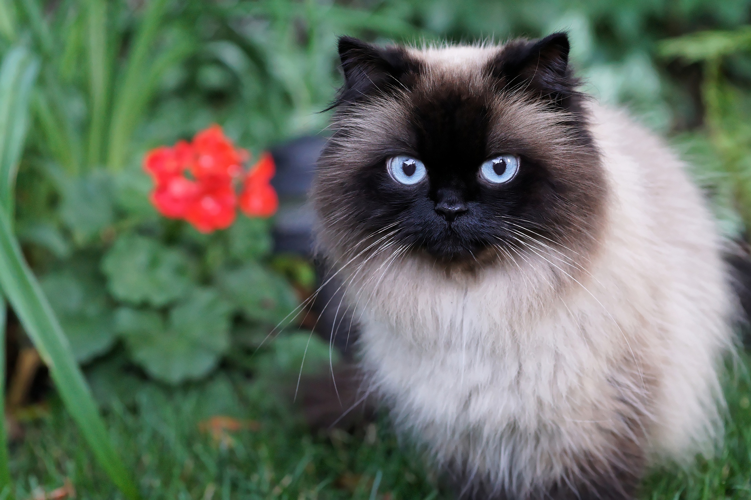 Baixe gratuitamente a imagem Animais, Gatos, Gato na área de trabalho do seu PC