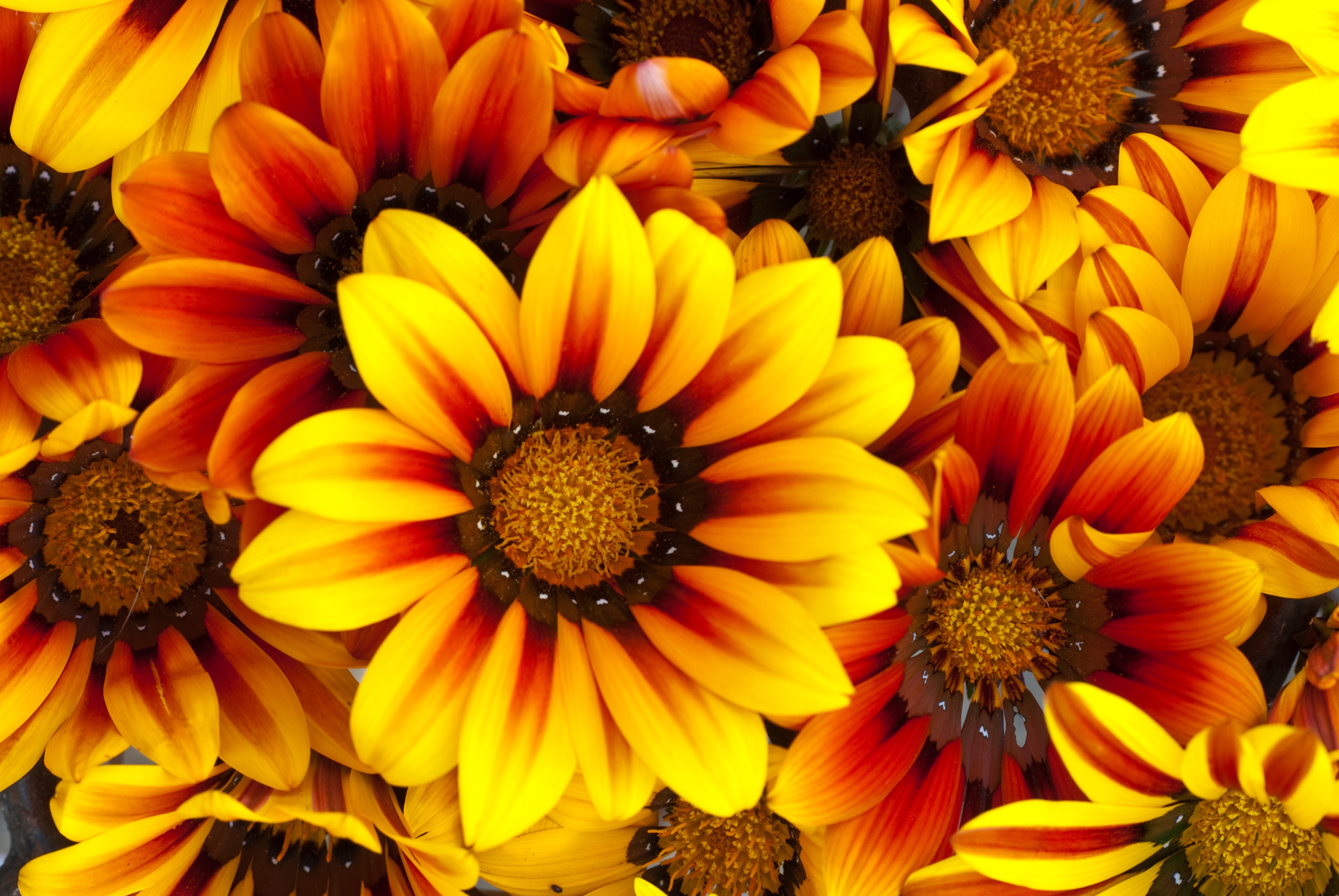 383651 скачать обои желтый цветок, флауэрсы, цветок, земля/природа, газания - заставки и картинки бесплатно