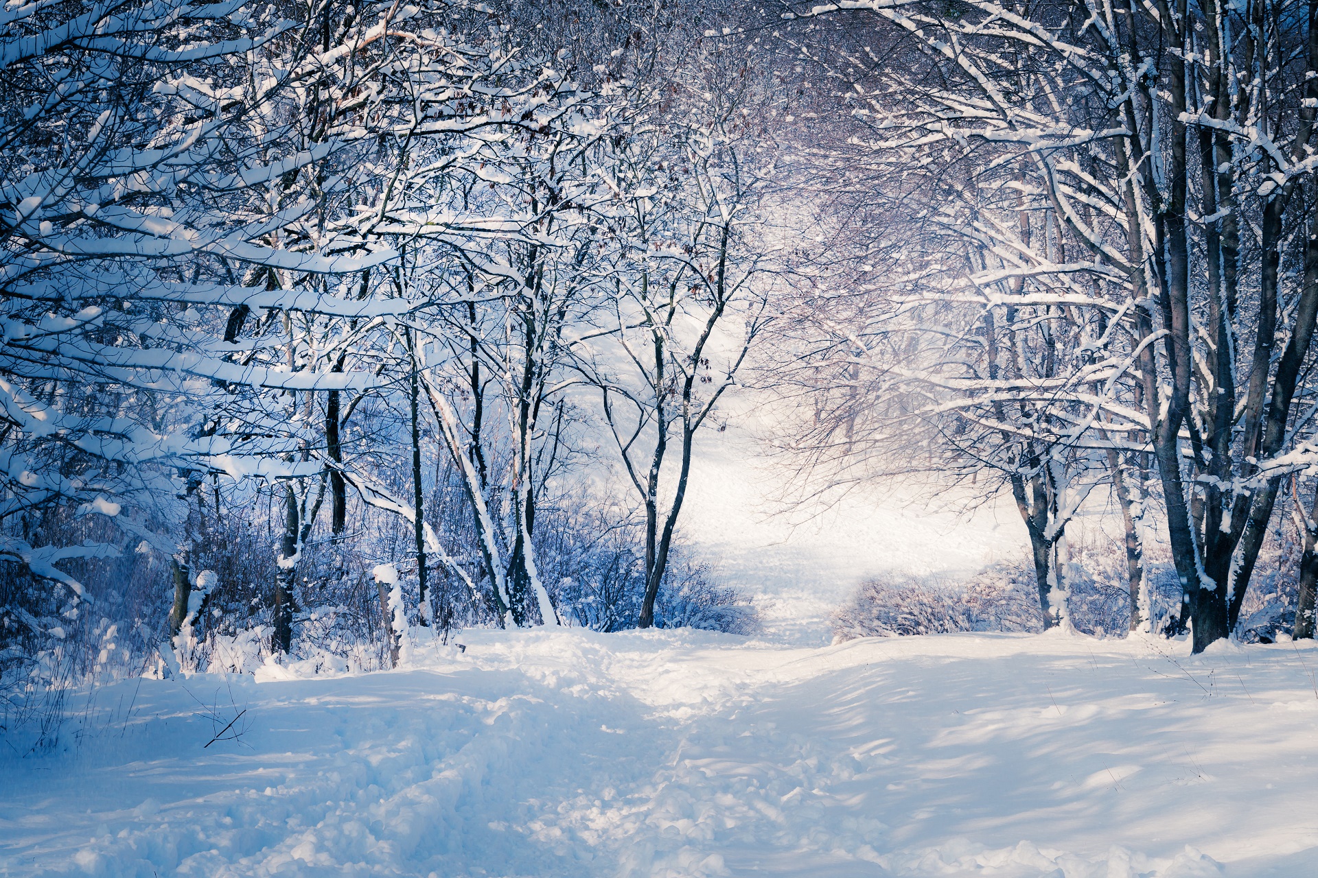 Download mobile wallpaper Winter, Nature, Snow, Tree, Earth for free.