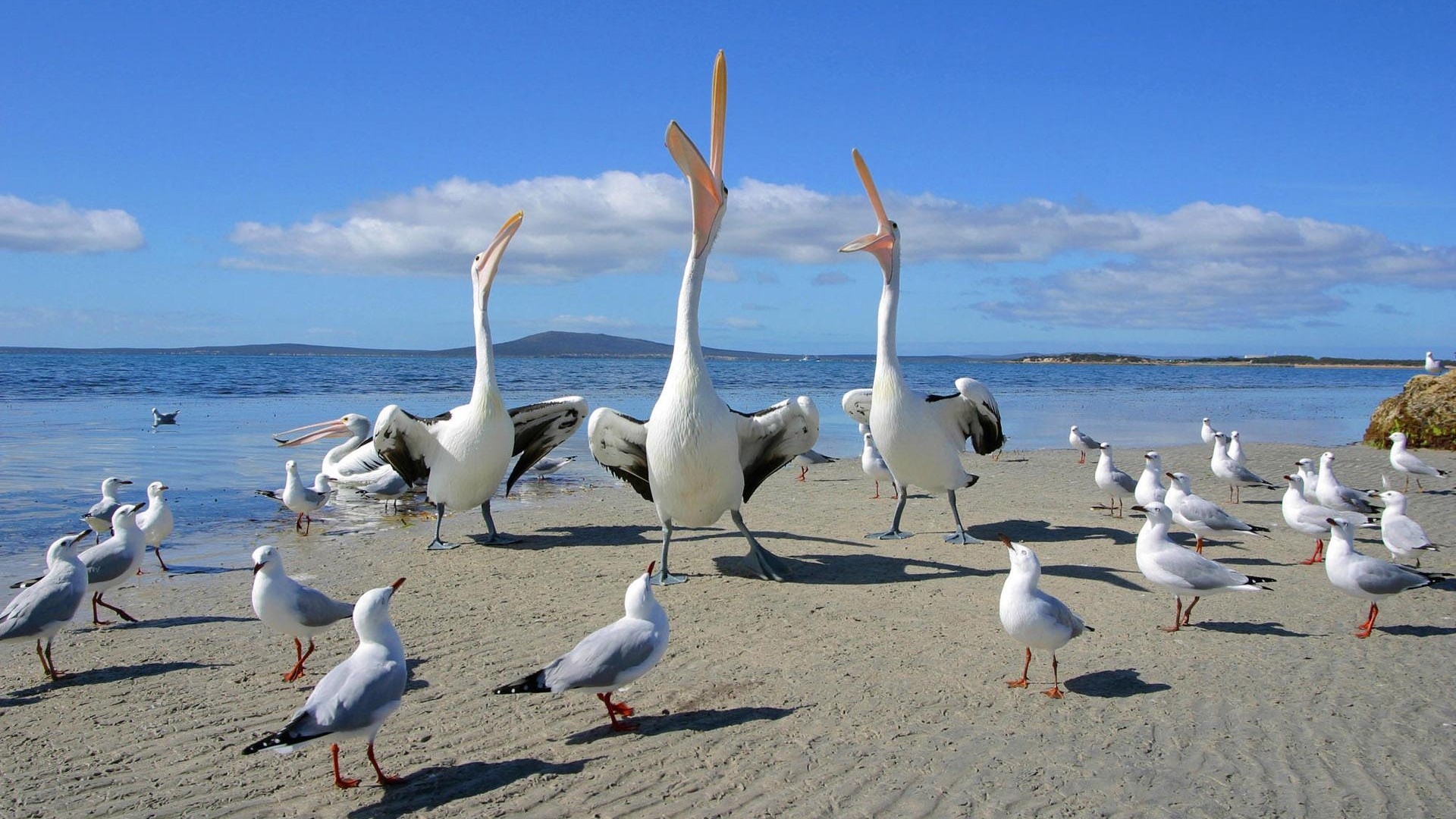 284002 baixar papel de parede animais, pelicano, praia, pássaro, gaivota, aves - protetores de tela e imagens gratuitamente