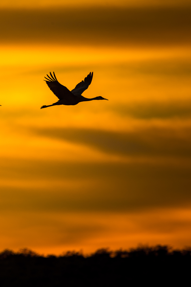 Download mobile wallpaper Birds, Sunset, Sky, Silhouette, Flight, Animal, Crane for free.