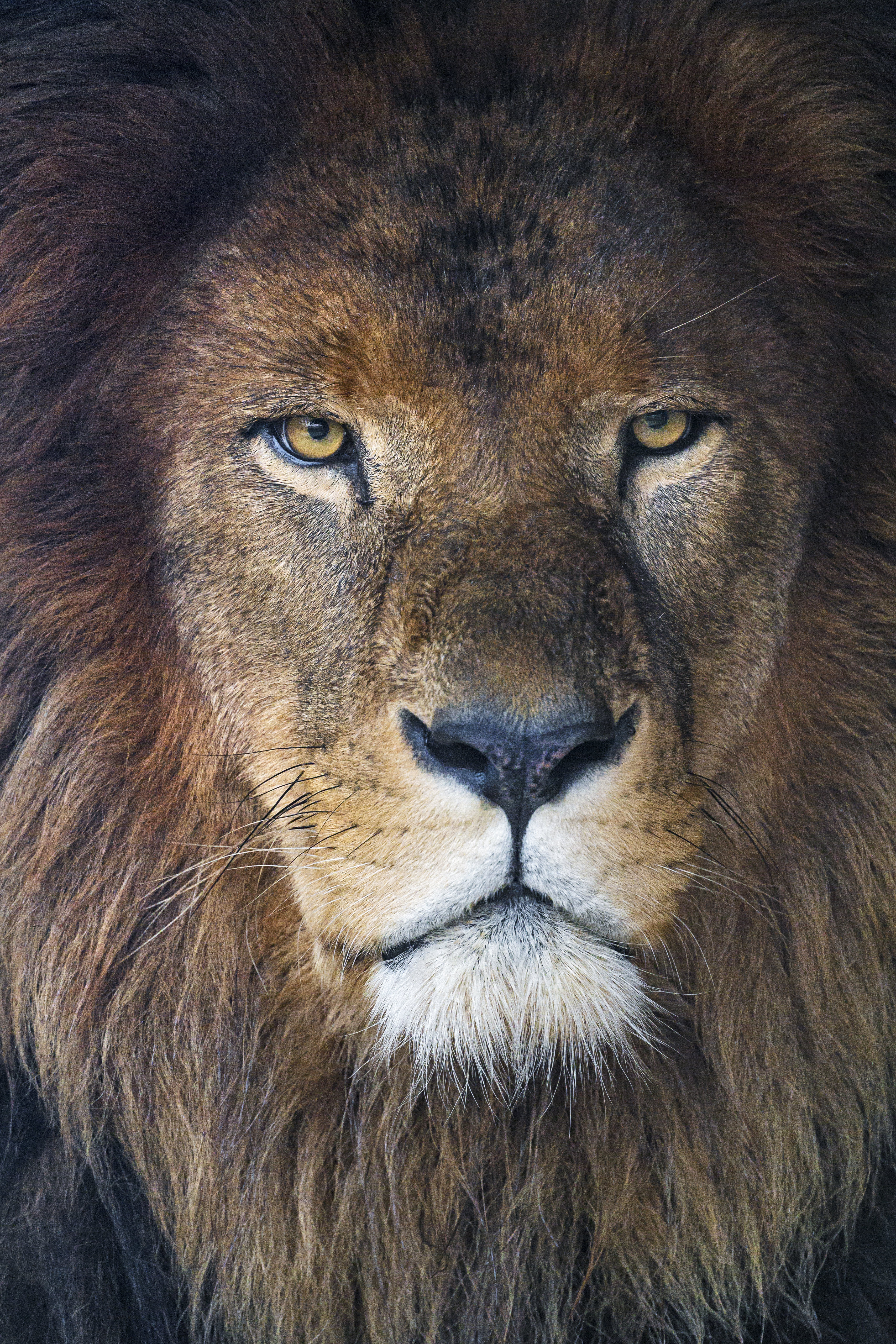 無料モバイル壁紙動物, ライオン, プレデター, 視力, 意見, たてがみ, 鬣, 捕食者をダウンロードします。