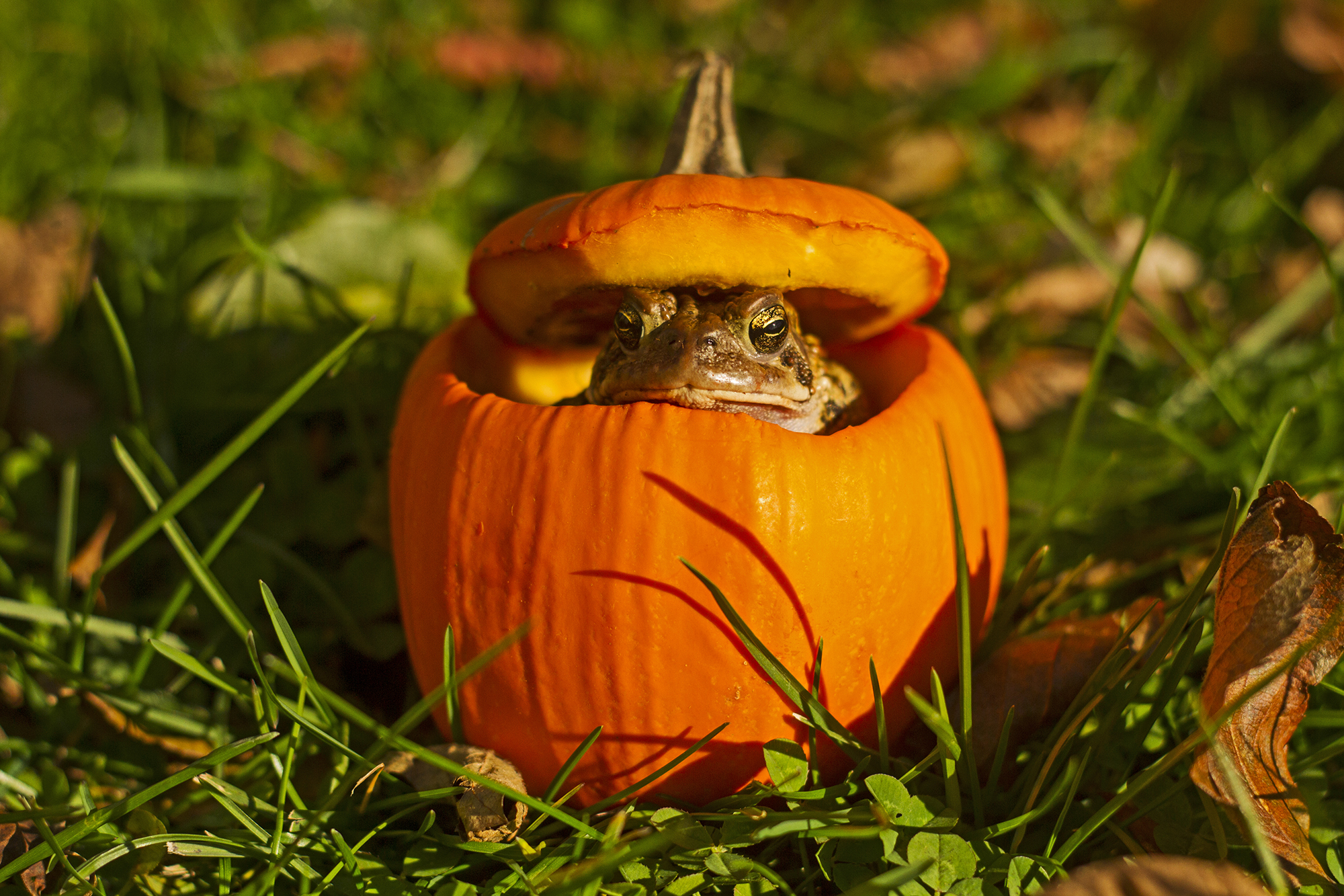 Download mobile wallpaper Frogs, Pumpkin, Fall, Animal, Frog for free.