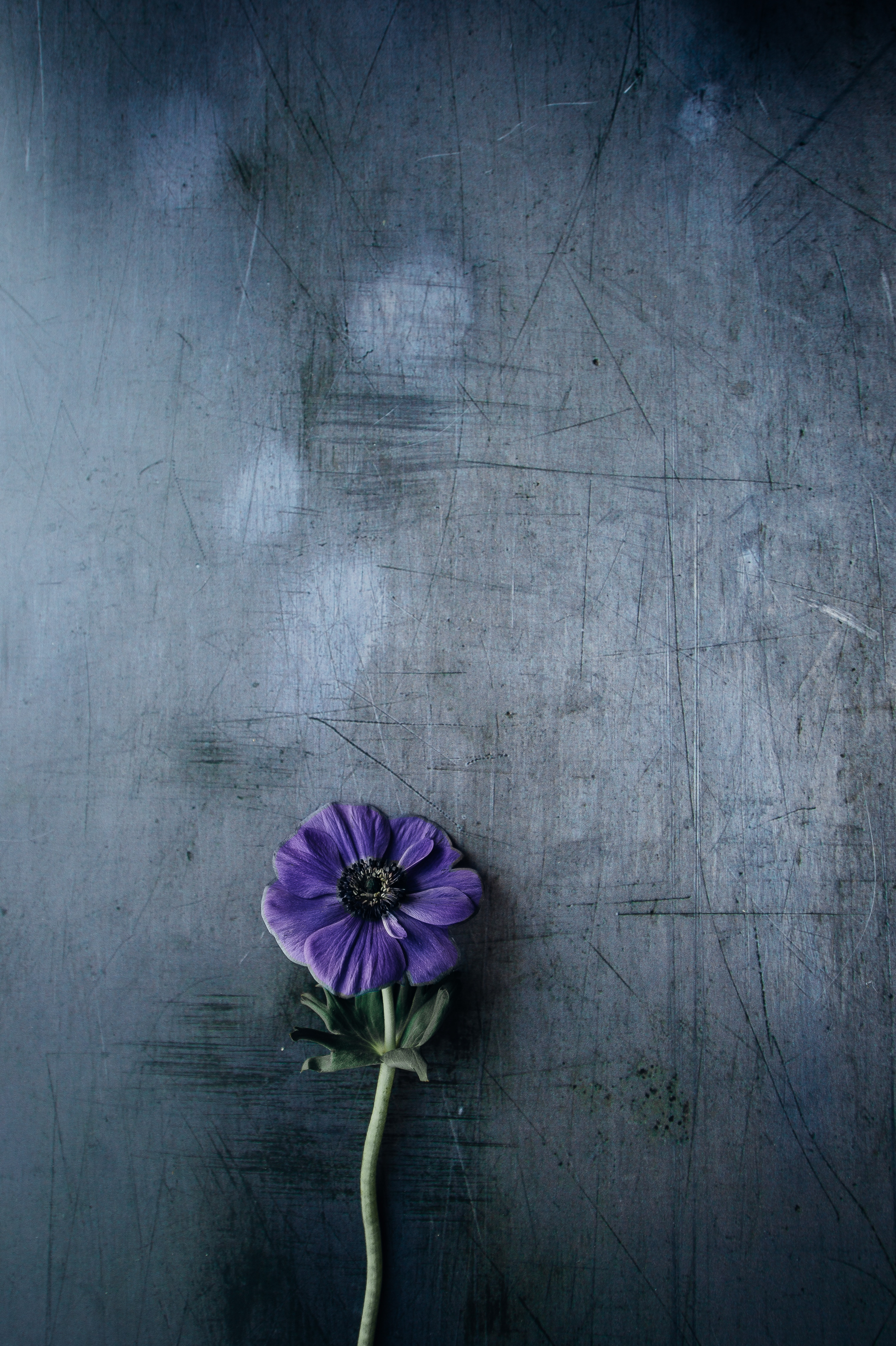 background, flowers, purple, violet, flower, stem, stalk phone wallpaper