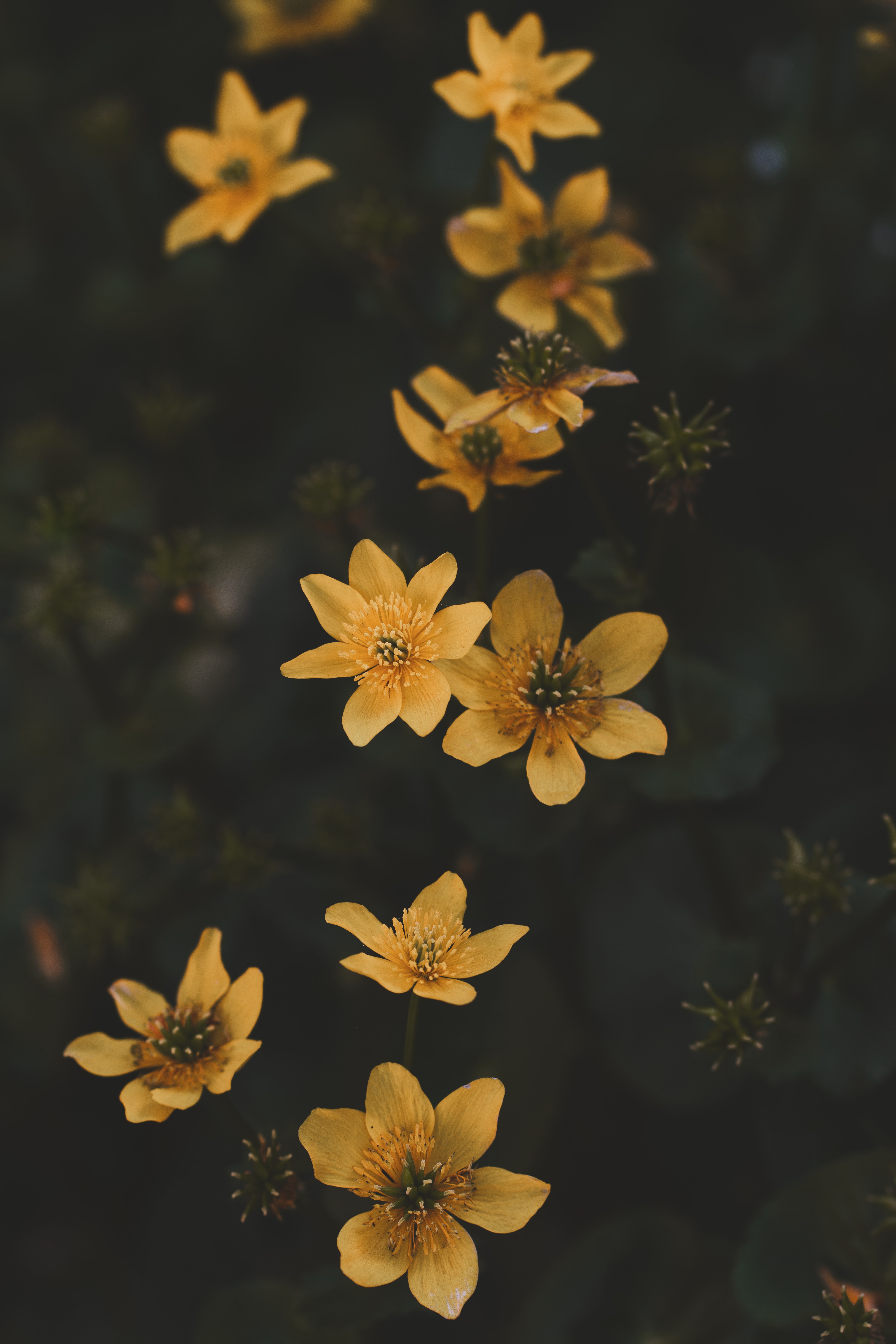 124495 descargar imagen flores, amarillo, flor, planta, pétalos: fondos de pantalla y protectores de pantalla gratis