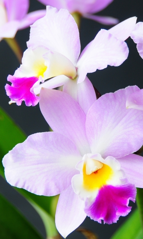 Handy-Wallpaper Blumen, Orchidee, Erde/natur kostenlos herunterladen.