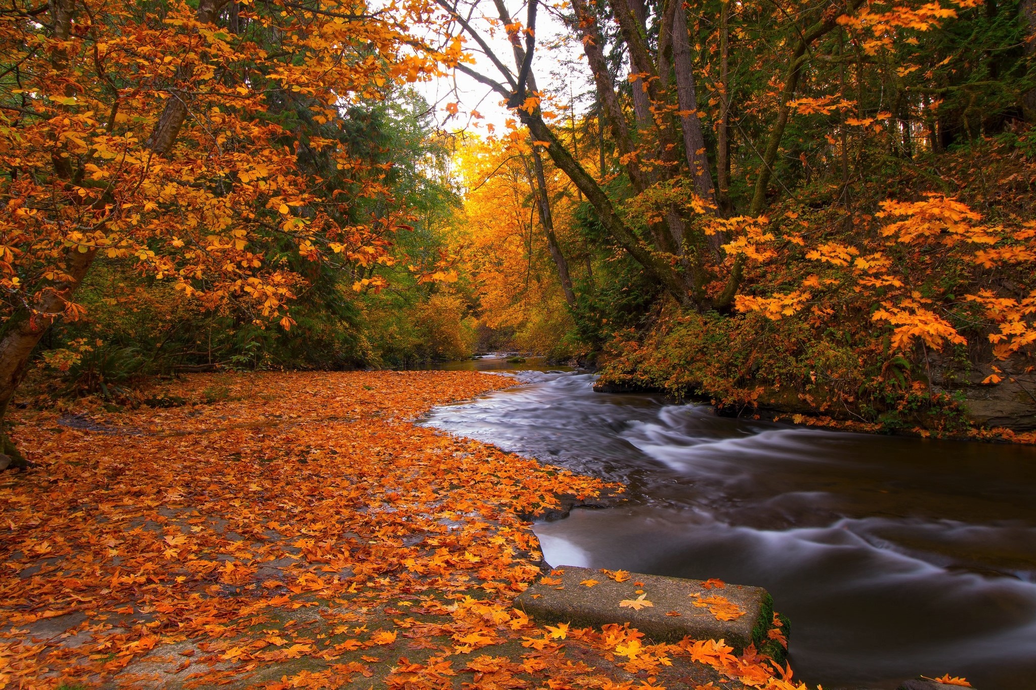 Download mobile wallpaper Forest, Tree, Fall, Earth, Stream, Orange (Color) for free.