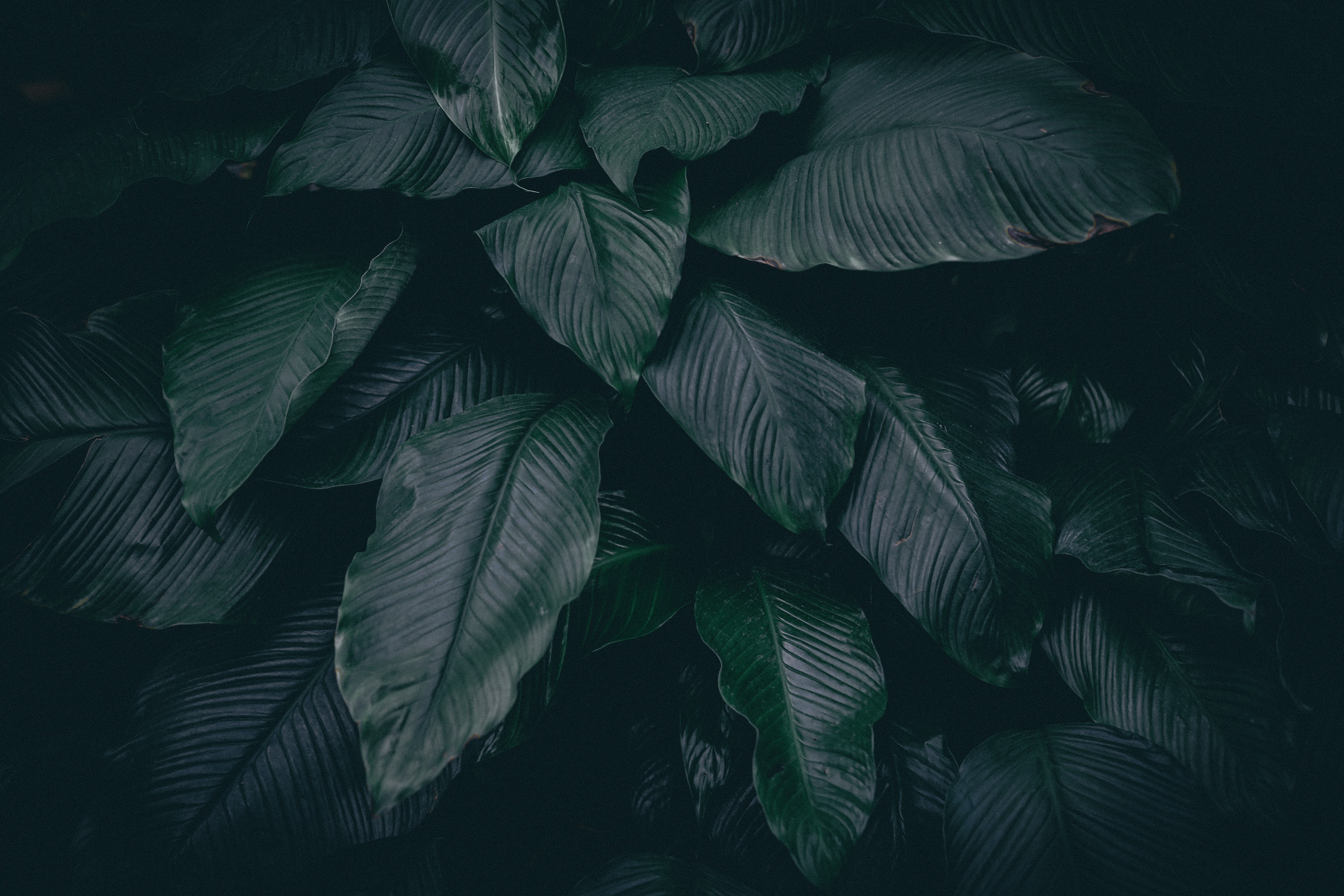 PCデスクトップに自然, 闇, 暗い, 工場, 葉, 植物画像を無料でダウンロード