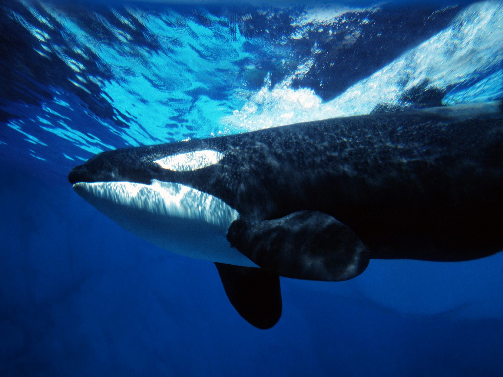 219880壁紙のダウンロード動物, 鯨, シャチ-スクリーンセーバーと写真を無料で